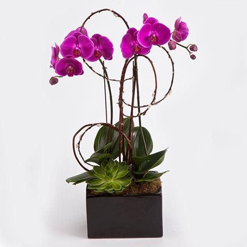 The Manhattan Orchid - Manhattan Orchid Luxe Inspired by the refined style of New York living, the Manhattan Orchid Luxe combines modern design with natural elegance. Featuring premium orchid stems in a sleek container, this arrangement is ideal for stylish gifting, corporate settings, or contemporary homes. Clean, polished, and undeniably upscale.