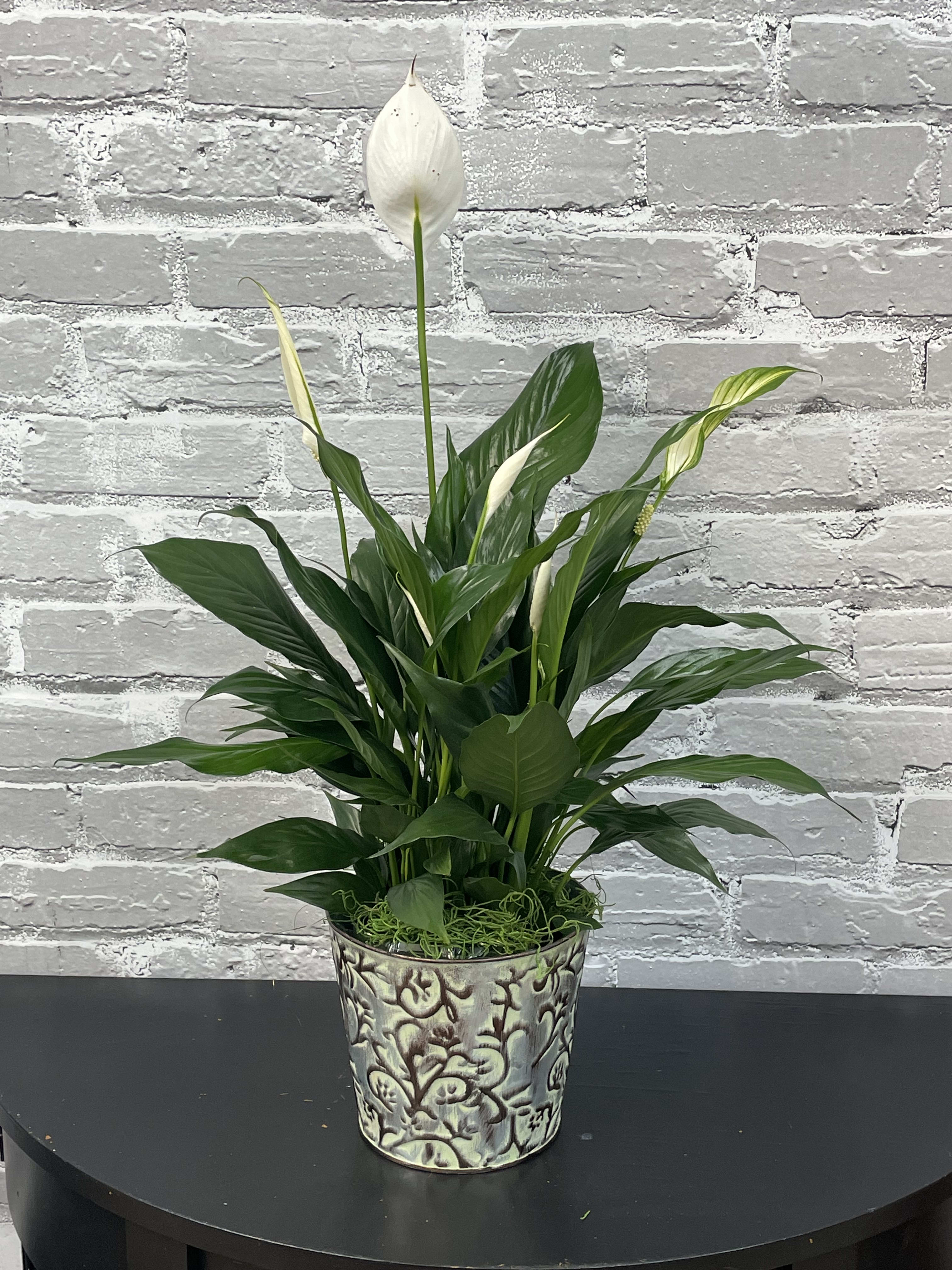 Peace Lily - Lovely Peace Lily plant in a decorative metal container (these may change occasionally). 6 inch size growers pot. 