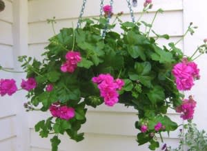 Hanging basket of bright pink flowers and dense green foliage