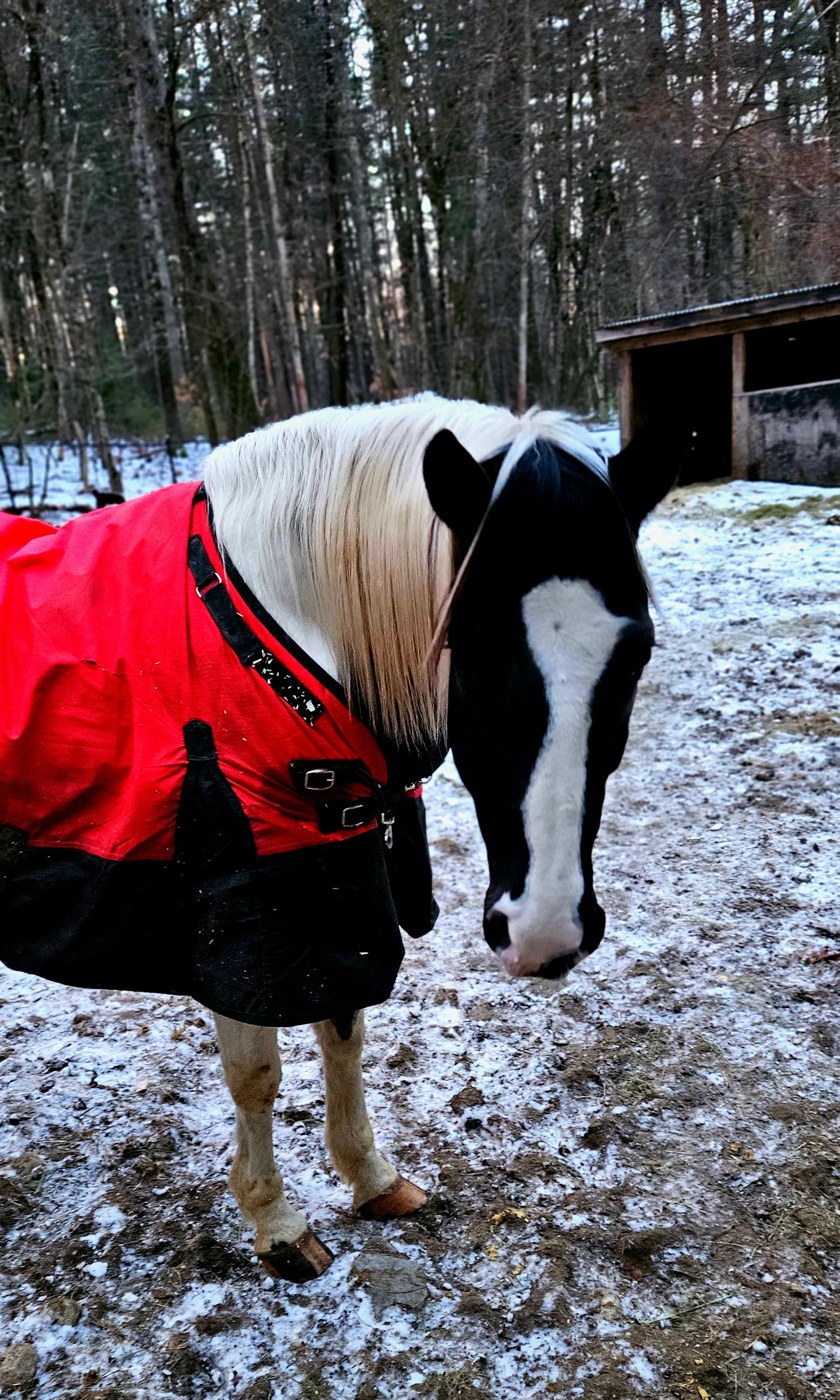 horsing around - just horsing around because doing this catalog is fun for the first three hours