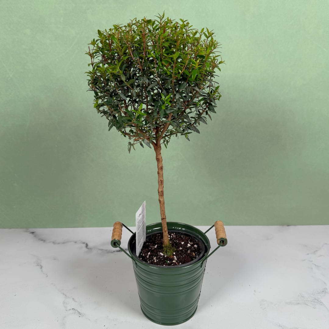 Myrtle Topiary - A compact myrtle topiary brings bright, sculptural greenery to any room. It's a perfect housewarming plant or office celebration gift. This small topiary features a neat round canopy of dark and bright green foliage on a straight, slender trunk, instantly giving the person you're thinking of a calm, contemporary accent that feels both fresh and thoughtfully chosen.  Set in a 4.5" glossy dark green metal bucket planter with horizontal ridges and two light-wood-wrapped handles, the piece reads modern and purposeful on a desk, side table, or kitchen counter. Its compact size makes it easy to place and enjoy right away. For a lasting, everyday gift that says "welcome home" or "congratulations," this myrtle topiary is tidy, low-key, and designed to make the recipient feel genuinely seen.  Dimensions approx. L 4.5" x H 17"