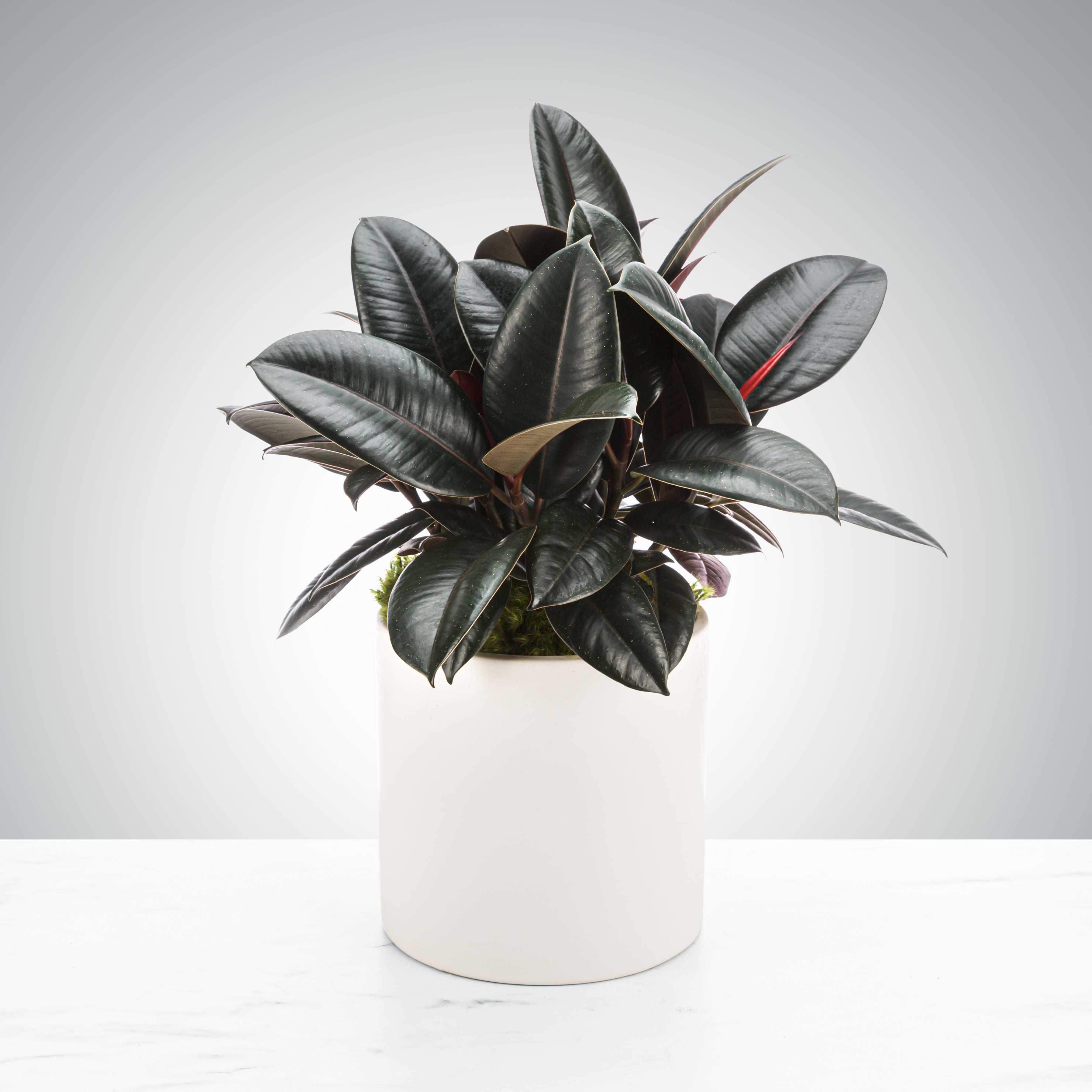 Potted rubber plant with dark glossy leaves in a white container