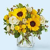Luminous Morning - Two bold sunflowers take center stage in this cheerful flower arrangement for birthdays, thank-you gifts, or a bright "just because" surprise. The yellow-and-white color story reads sunny and uplifting, the kind of bouquet that makes the person you're thinking of smile the moment it arrives.  Soft white roses and smaller yellow accent blooms surround the pair of large sunflowers in a rounded, full design set in a clear glass vase. The compact, airy shape keeps the look fresh and casual while the glass lets the stems show through for a light, modern feel.  Perfect for sending to a friend, coworker, or family member who could use a pick-me-up, this arrangement arrives ready to display on a kitchen table or desk. Standard care-fresh water in the vase and a sunny spot out of direct heat-will help the blooms stay bright for days.