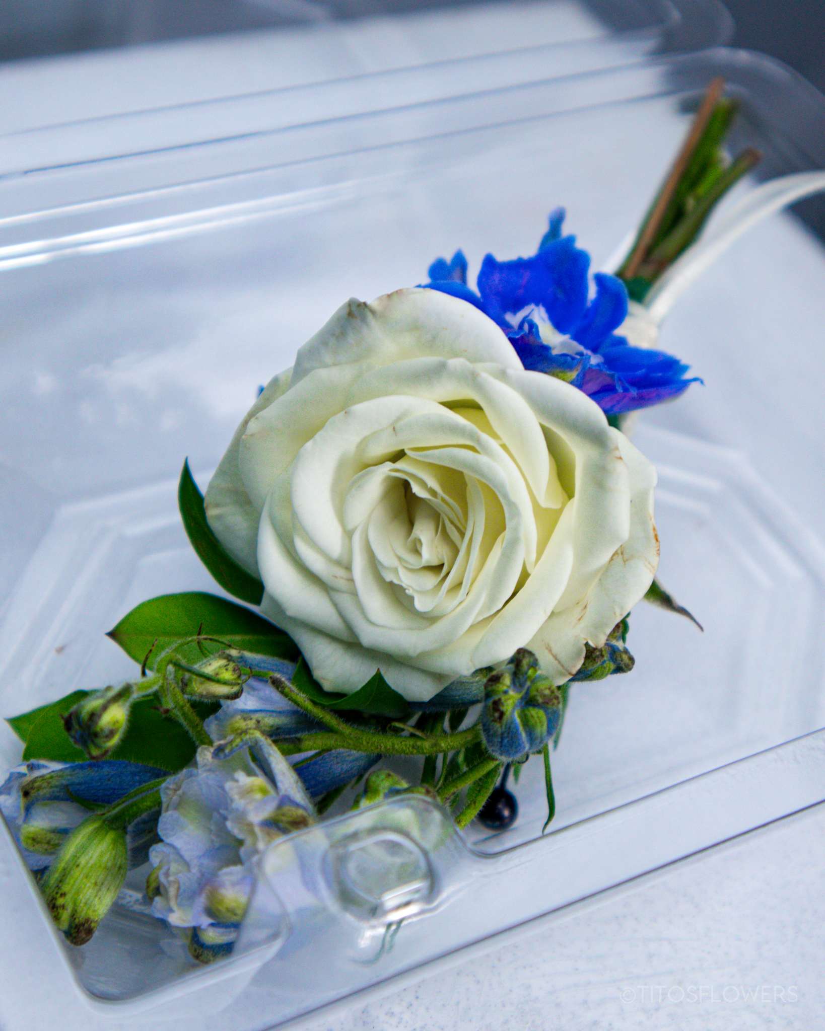 White rose boutonniere with blue accent flowers in a clear plastic case
