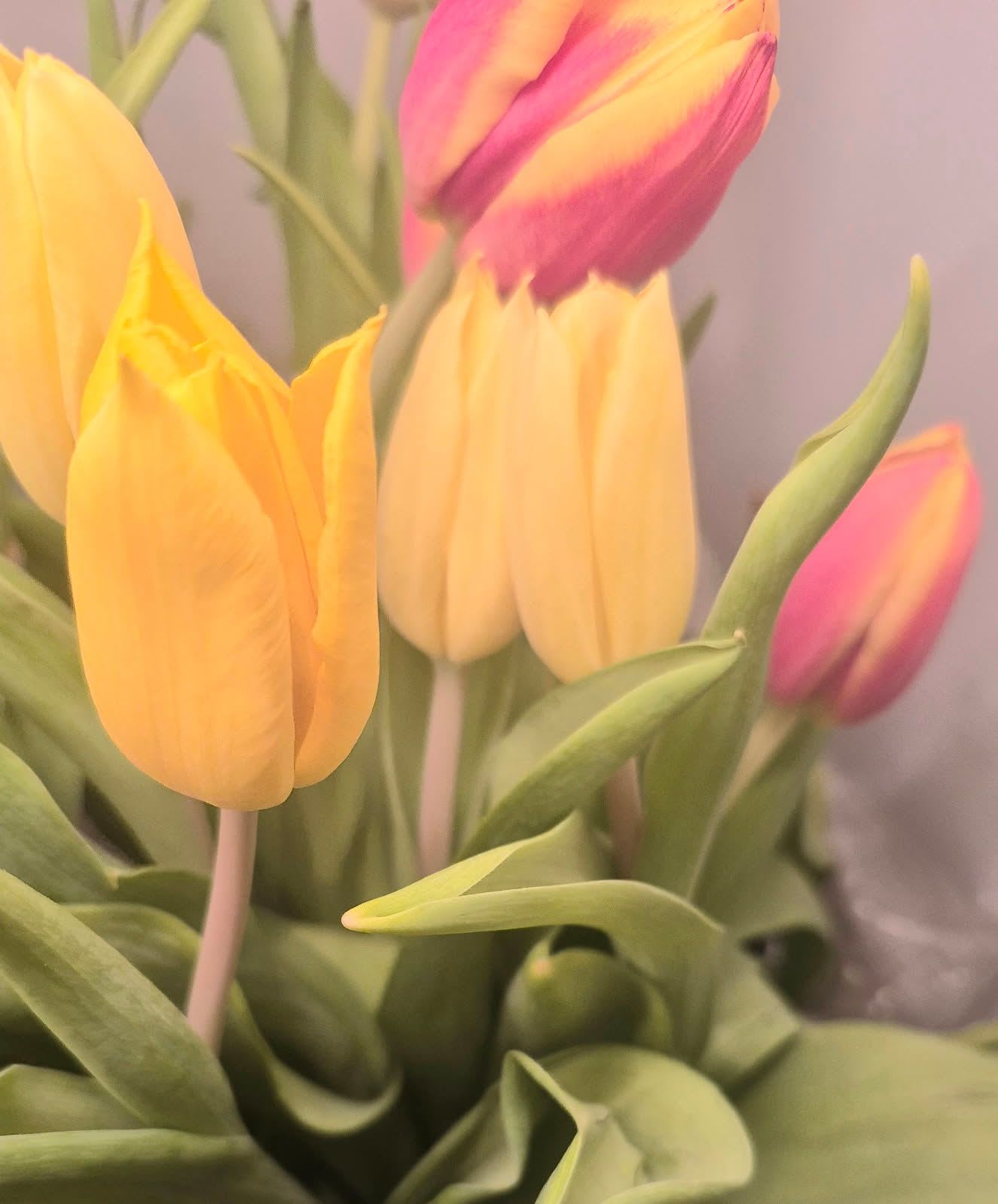 Assorted Tulips  - A colorful assortment of tulips arranged in a vase with greenery. The perfect spring gift for most occasions. Designers choice on colors.