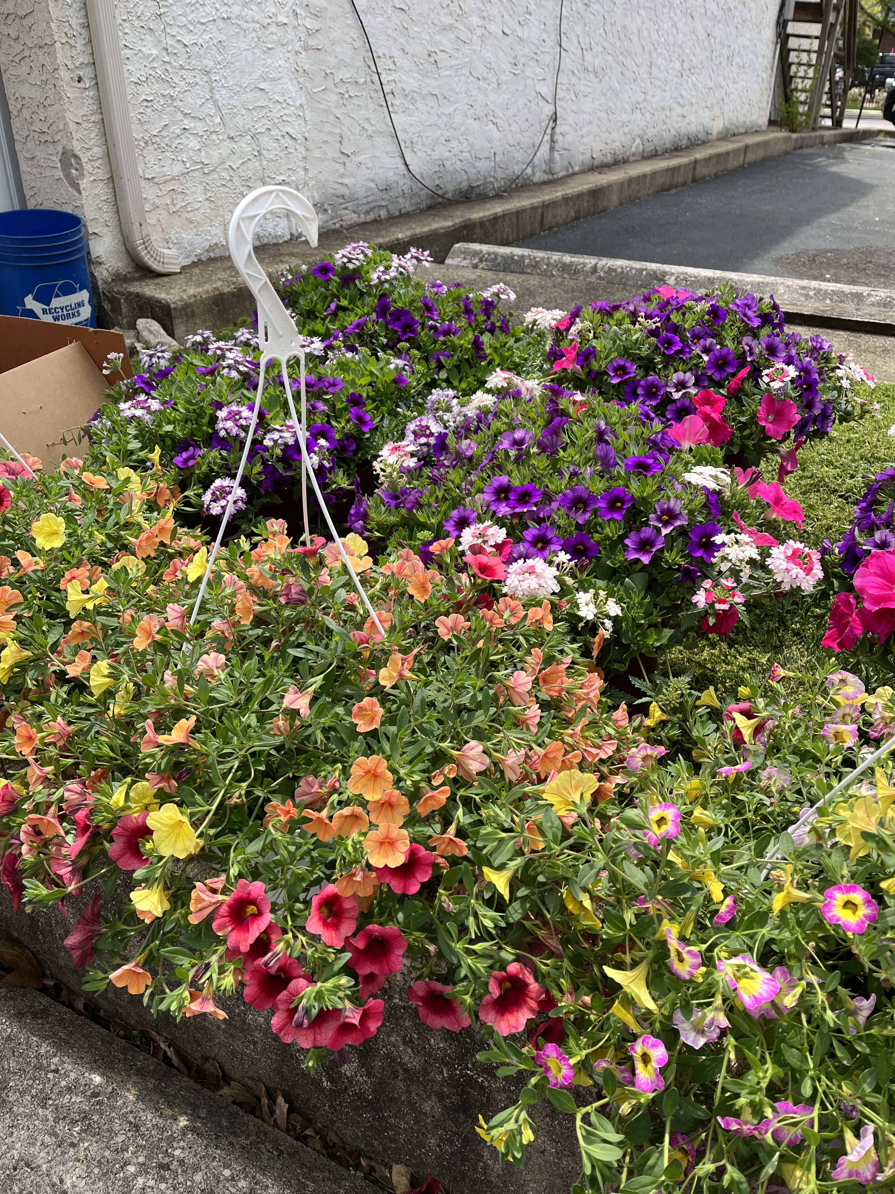 Colorful flower bed with petunias in pink, purple, yellow, and orange