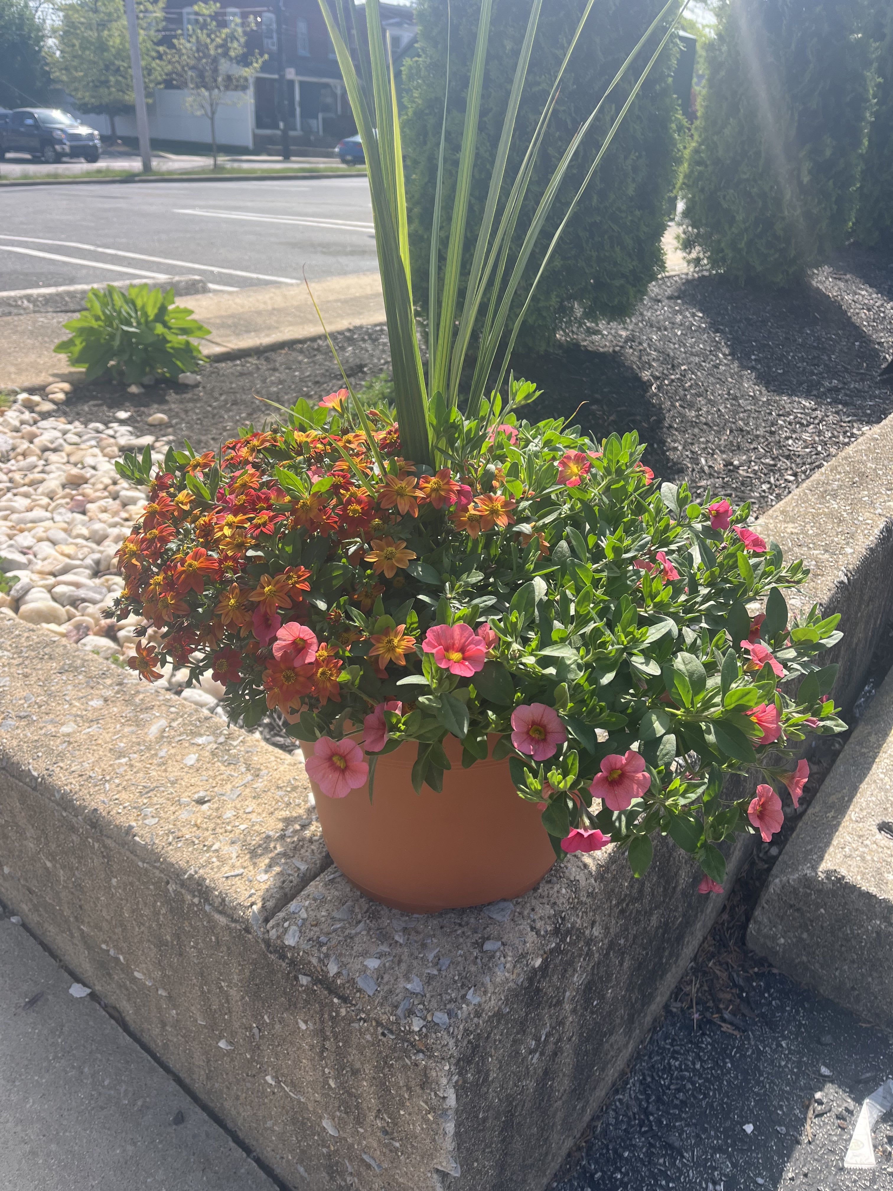 Potted flowering plant with pink and orange blooms in a terracotta container