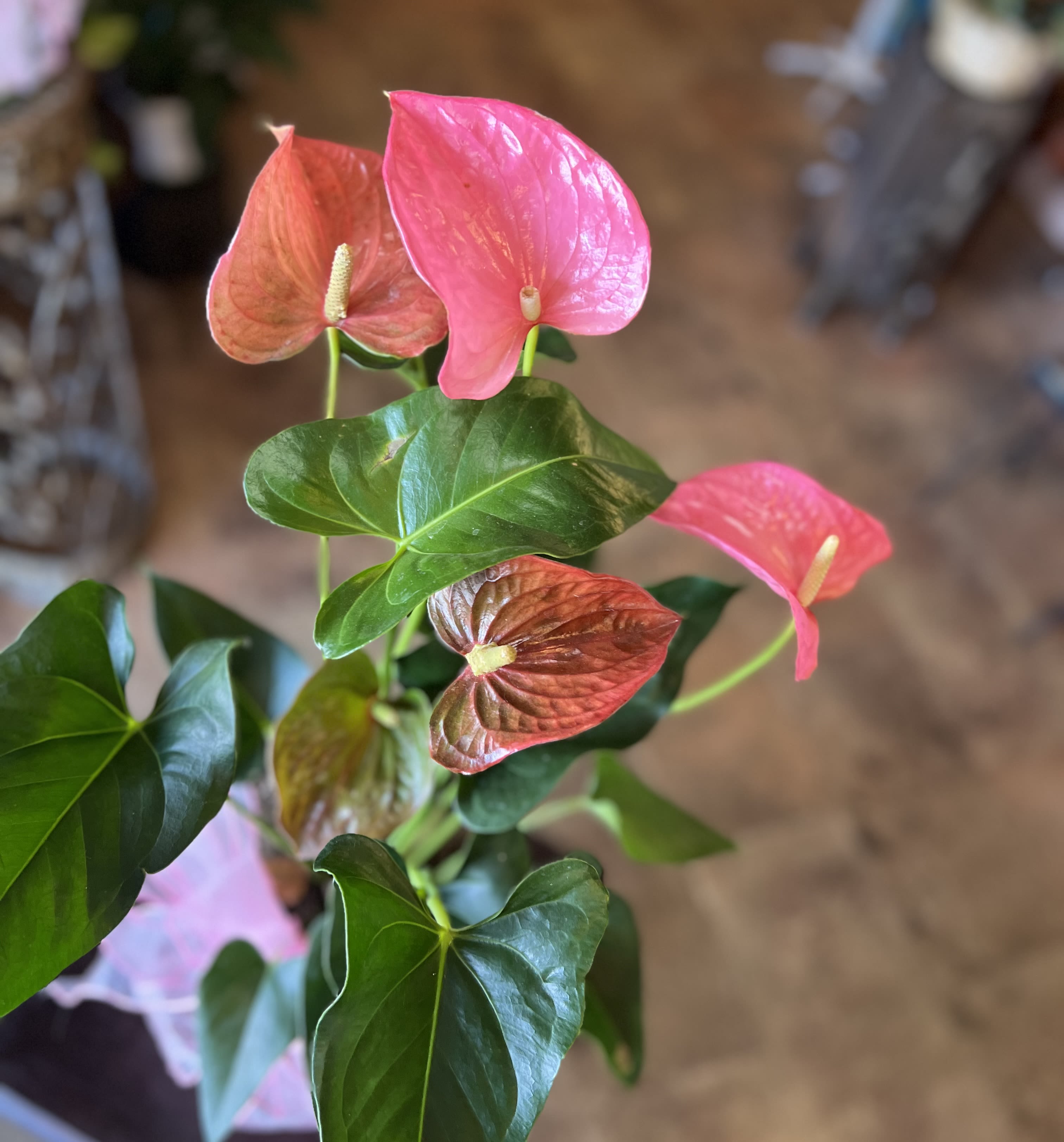 Pink Anthurium Plant  - Needing a gift for a plant lover? Make sure to add a pink Anthurium to their collection. Easy to care for and a perfect pop of color to any space.   Sizing: 6” Anthurium 