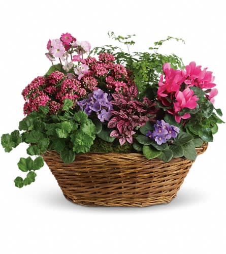 Mixed potted flowers in a wicker basket