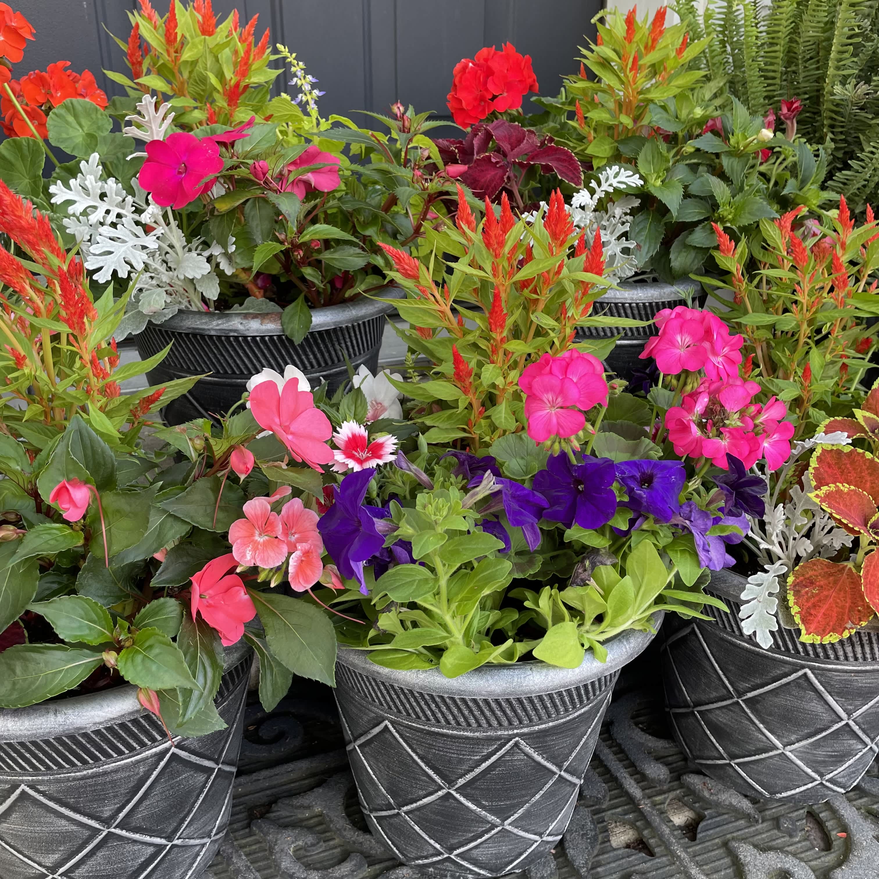 Colorful potted flowering plants in black decorative containers