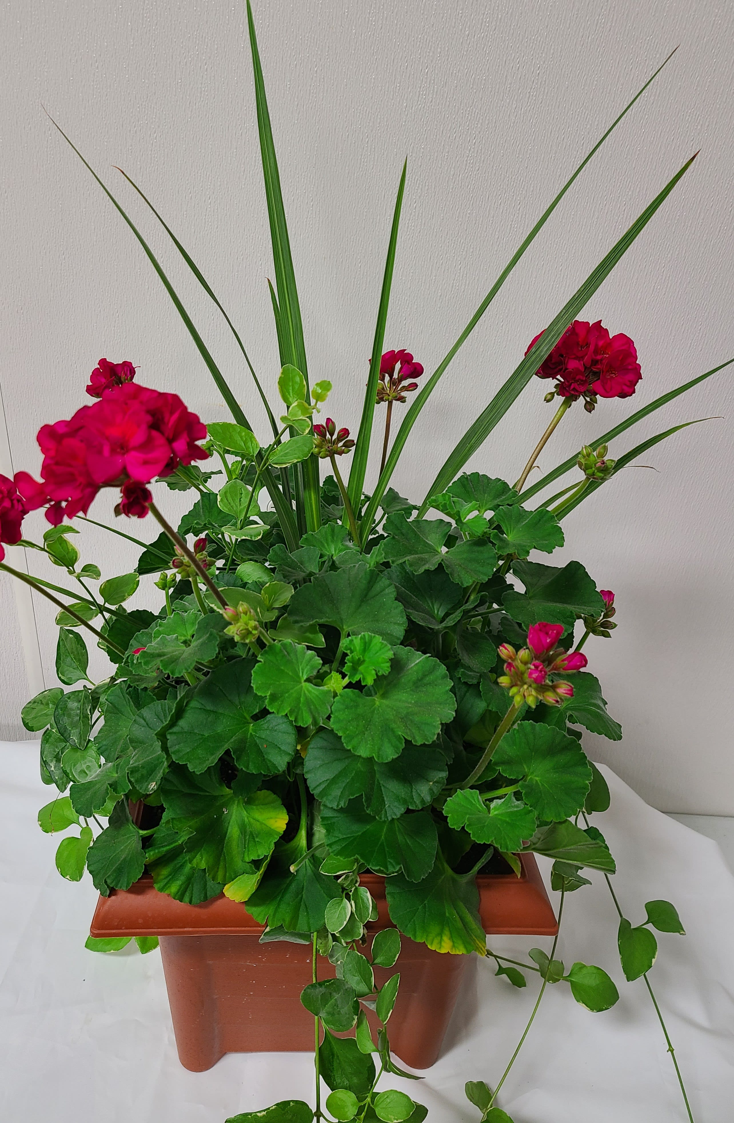 Potted geranium plant with bright pink blooms and long grass-like leaves