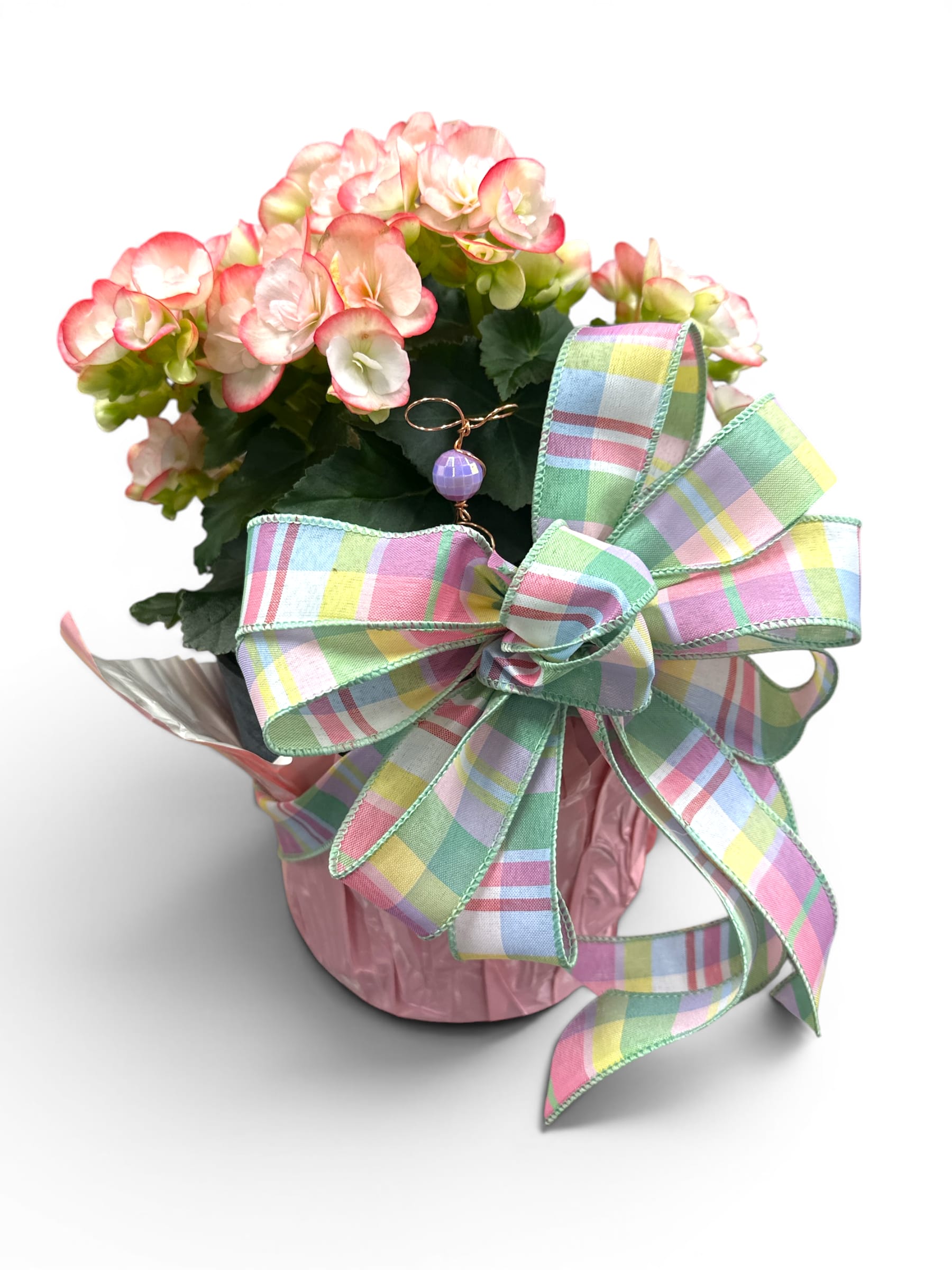 Blooming Begonia plant with Bow and a Bee Charm  - This charming arrangement features a blooming begonia plant with lush green foliage. The plant is presented in a pot cover and includes a colorful copper bee charm, adding an extra touch of sweetness. With a festive plaid ribbon in cheerful colors!  This plant is in an 8" diameter pot. 