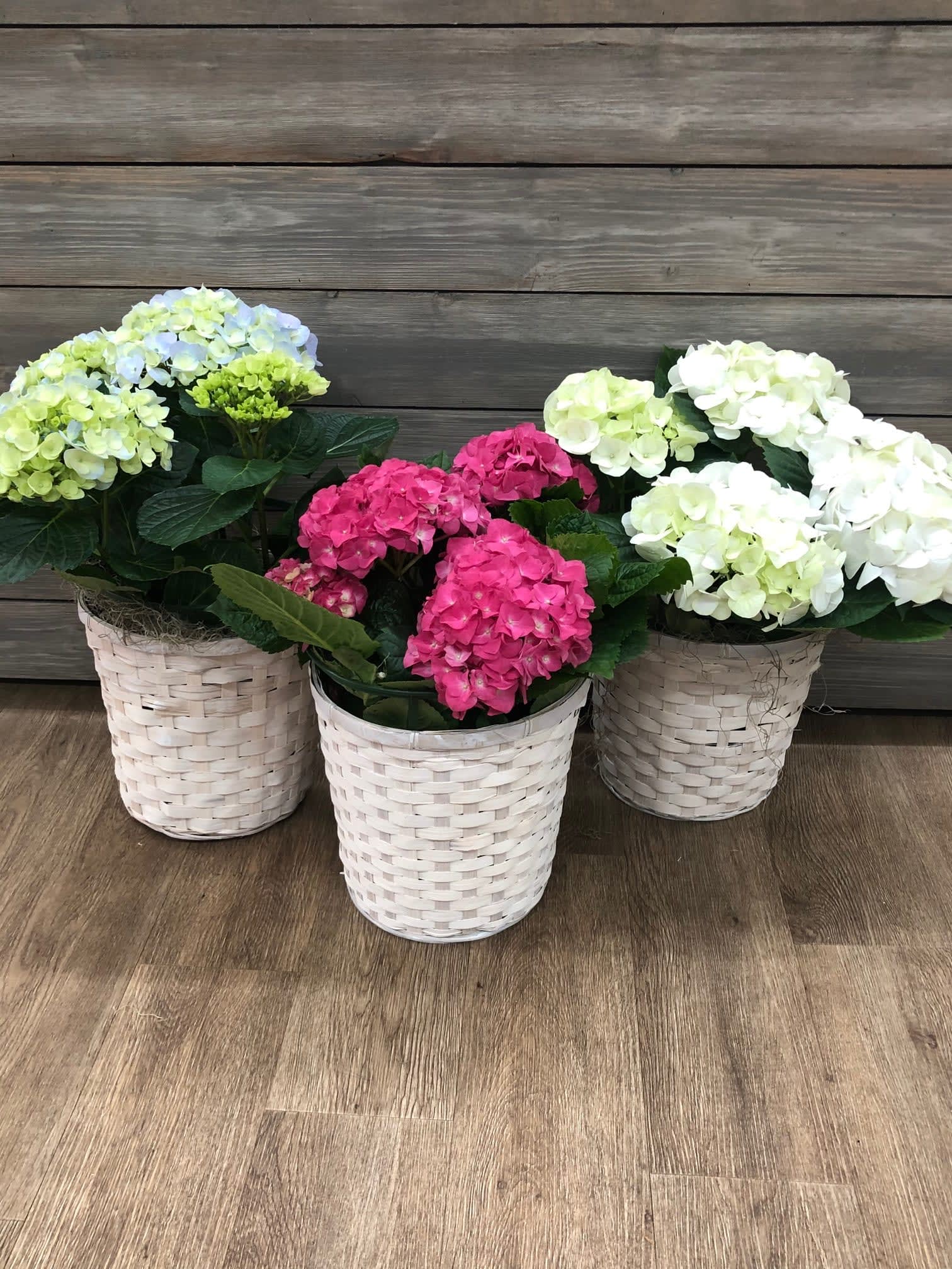 Three hydrangea plants in white woven baskets on a wood floor