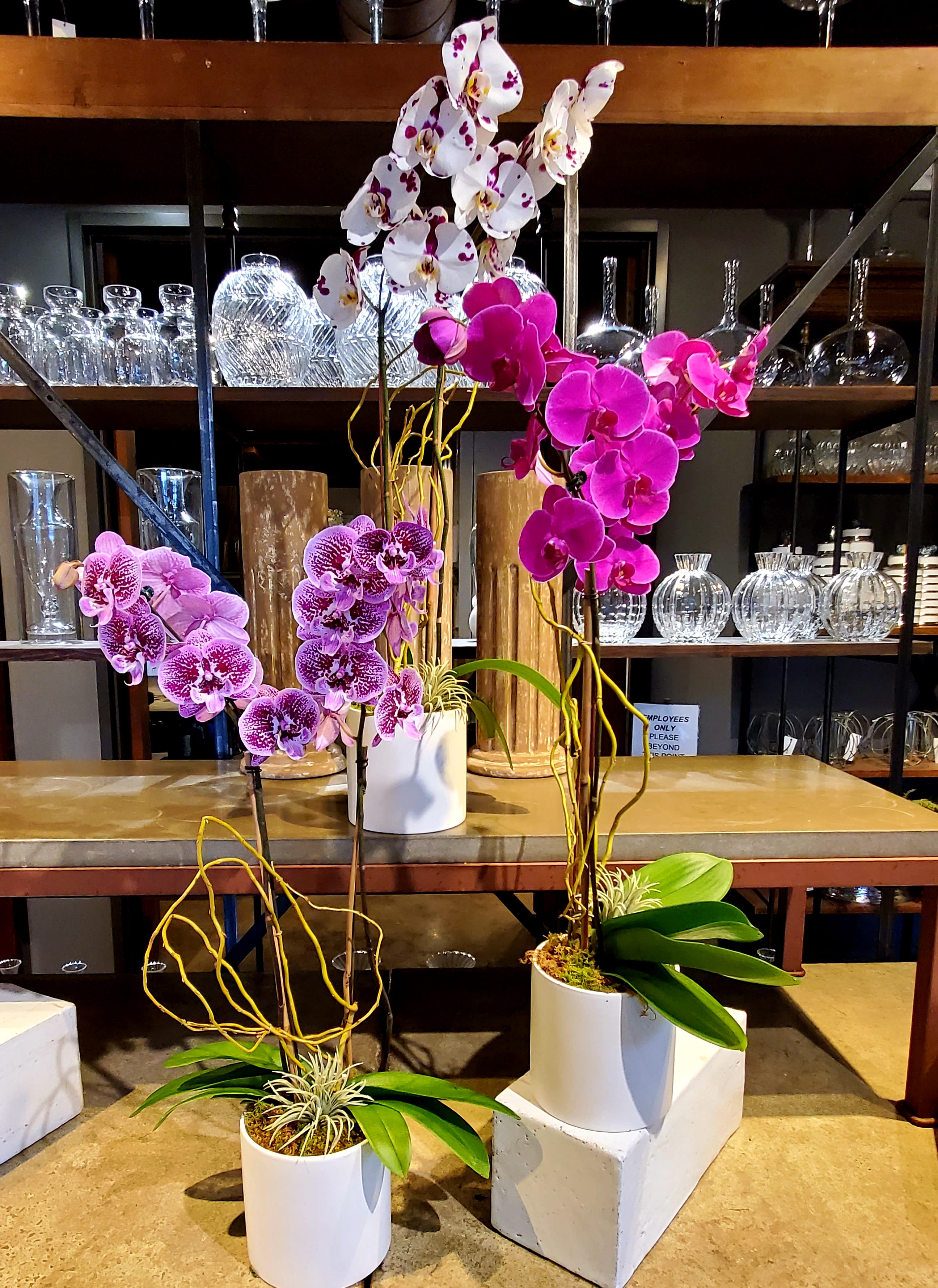 Tall potted purple and white phalaenopsis orchids in modern white containers on a shop display