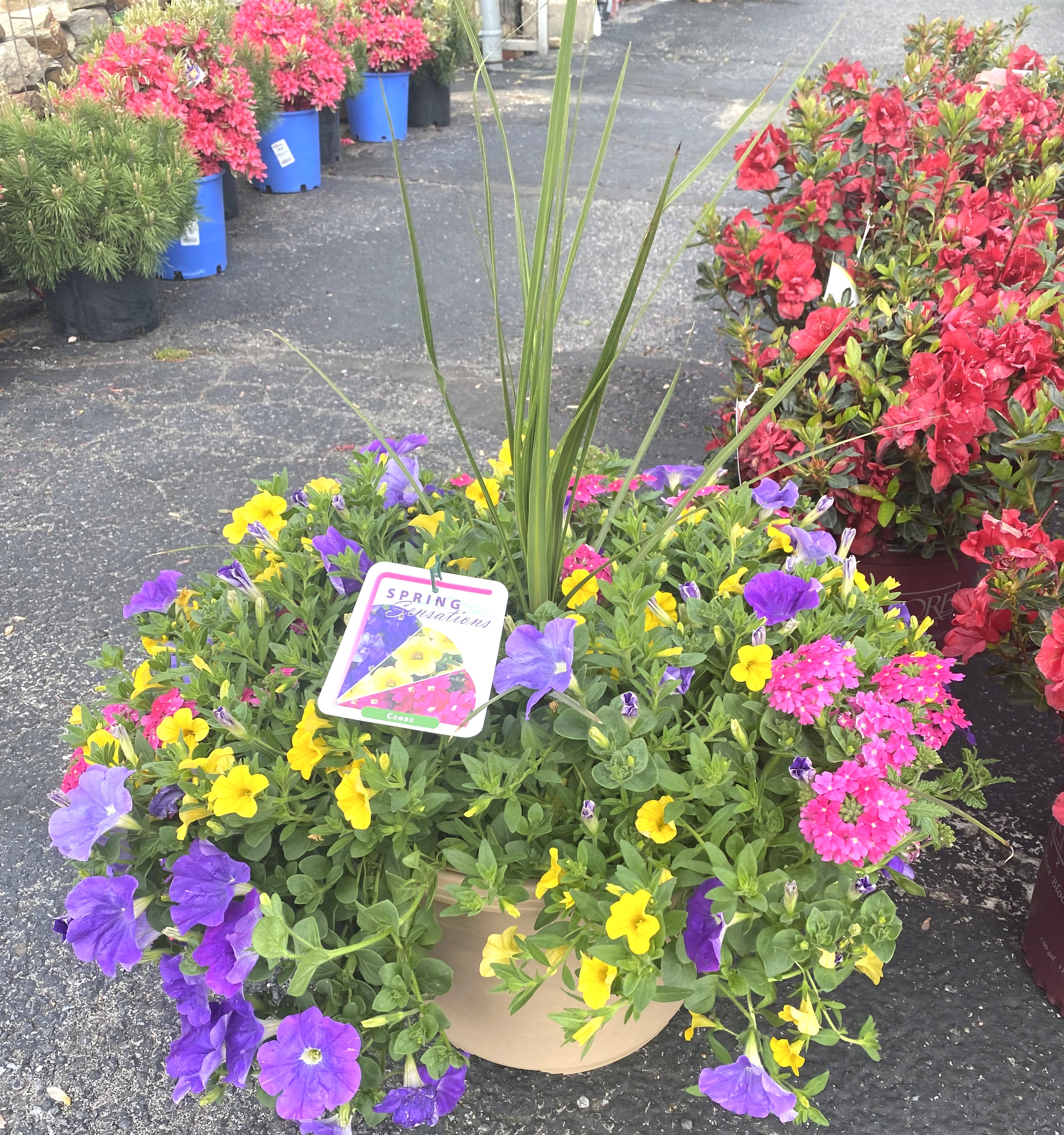 Large Combo Planter with Grass Center ( COLORS WILL VARY ) - Beautiful way to decorate your front door/walkway!