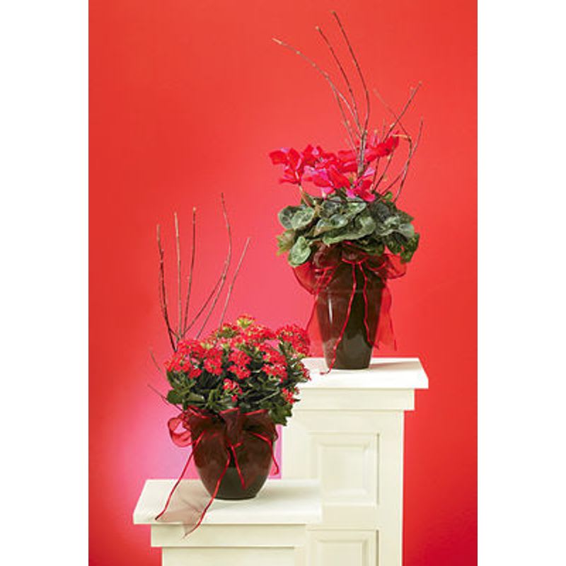 Blooming Plants - Each would be appropriate for the home or the service. Price for each one.  Color may very unless you specify what color blooming plant you would like. 