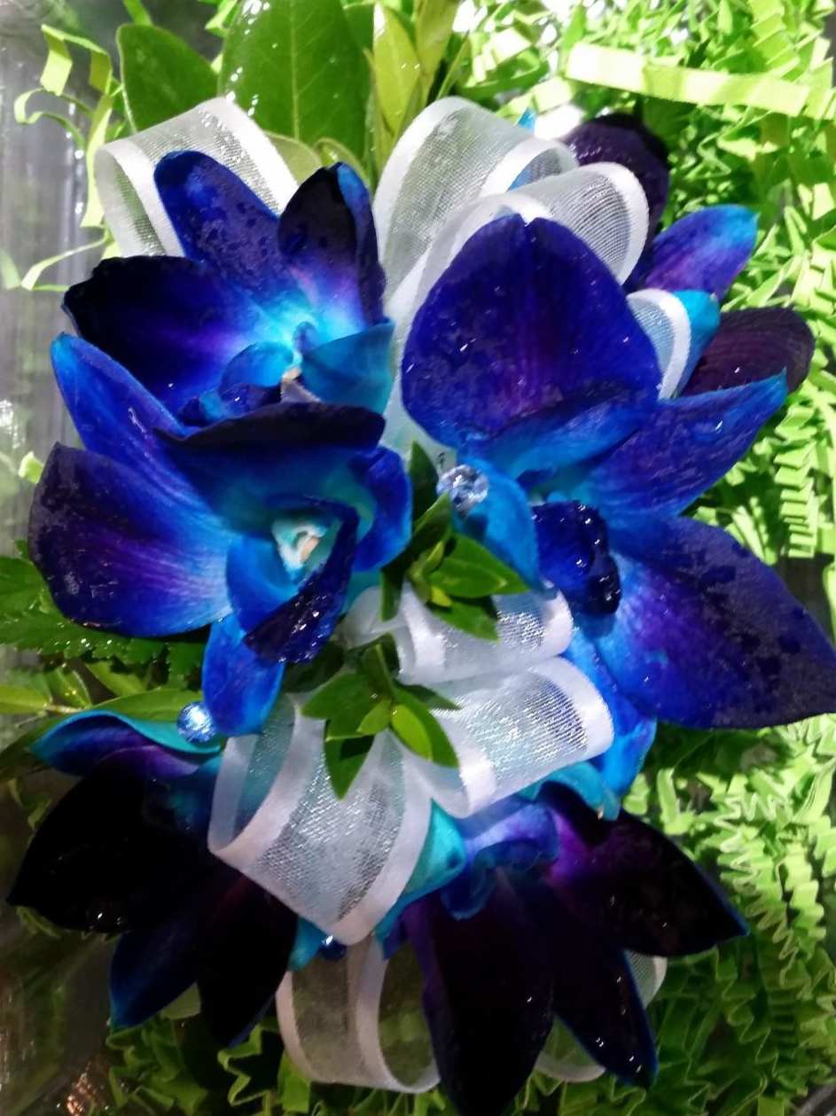 The 'Royal' Corsage - These striking royal blue orchids make quite a statement in corsages.  We will be offering the Royal corsage/blue orchids during Newton North and Newton South proms on June 4 and 5 only, as they are unavailable prior.  Be a little different than all of the rest....we've used a white sheer bow, but feel free to create your own design.  Matching Boutonnieres are available.  Please call the shop to order.