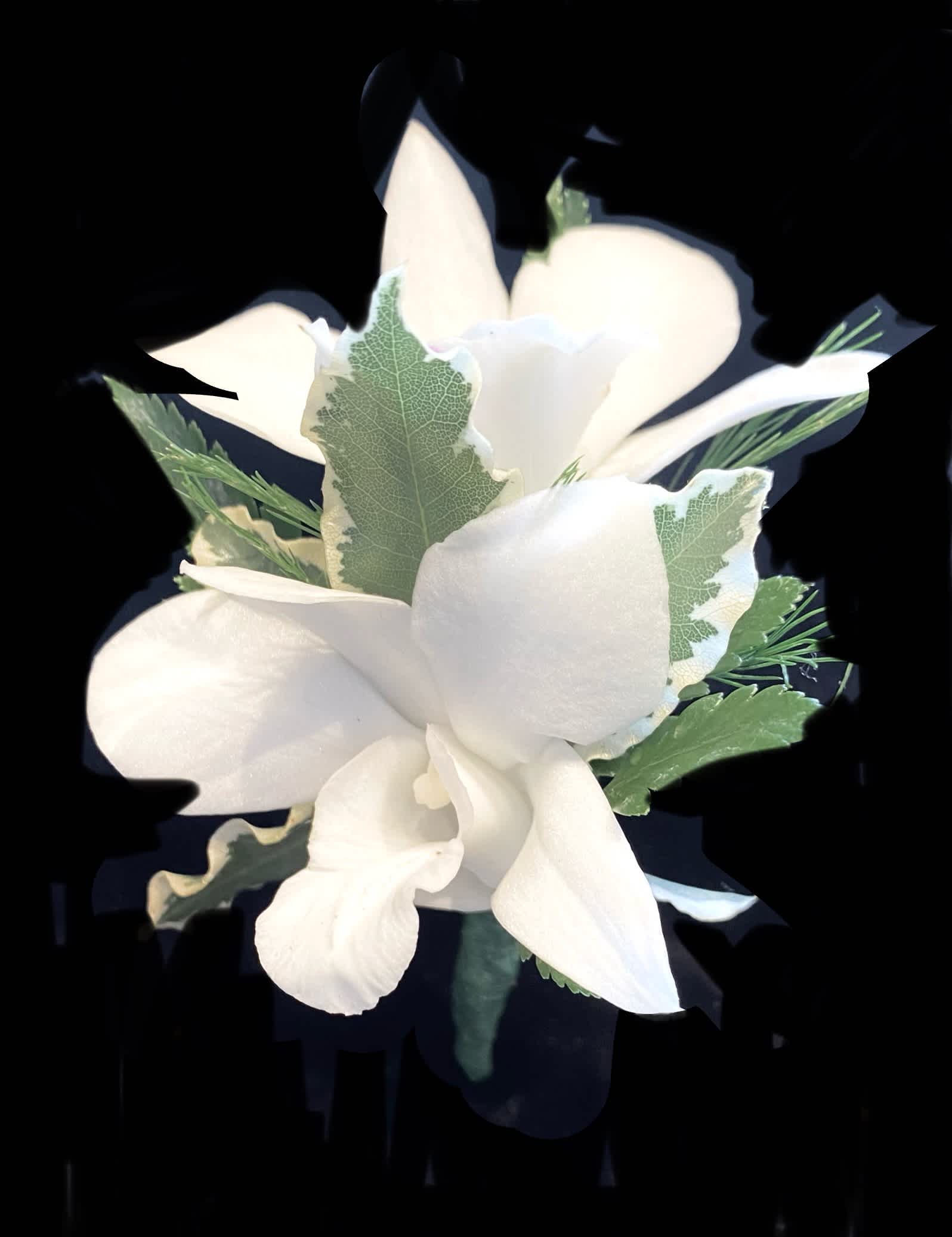 Classy White Orchid Boutonniere - White dendrobium orchids are perfect in boutonnieres and corsages.  They are elegant, pretty and stay fresh and lovely all day and night!