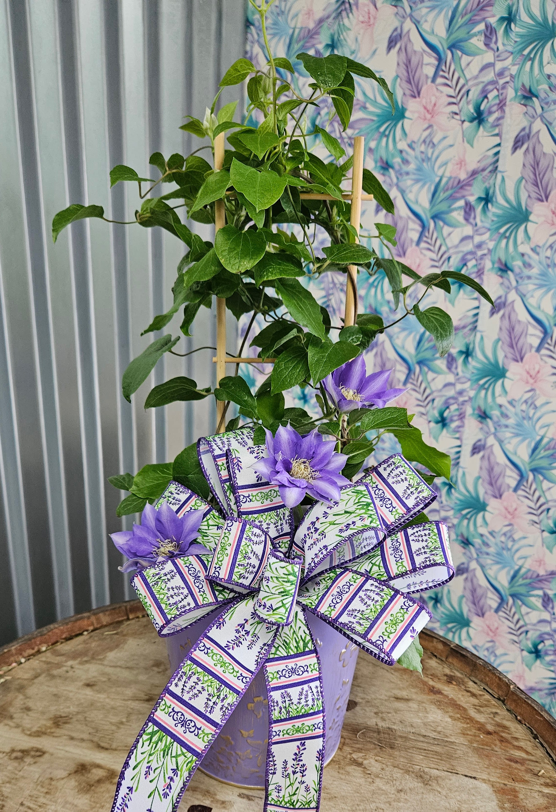 Clematis on a Trellis in a Decorative Tin - A stunning vertical accent, this clematis vine climbs gracefully on a charming trellis, housed in a beautifully designed decorative tin. With its vibrant, star-shaped blooms and lush foliage, it brings elegance and natural beauty to patios, balconies, or sunny indoor spaces.  Climbing beauty | 