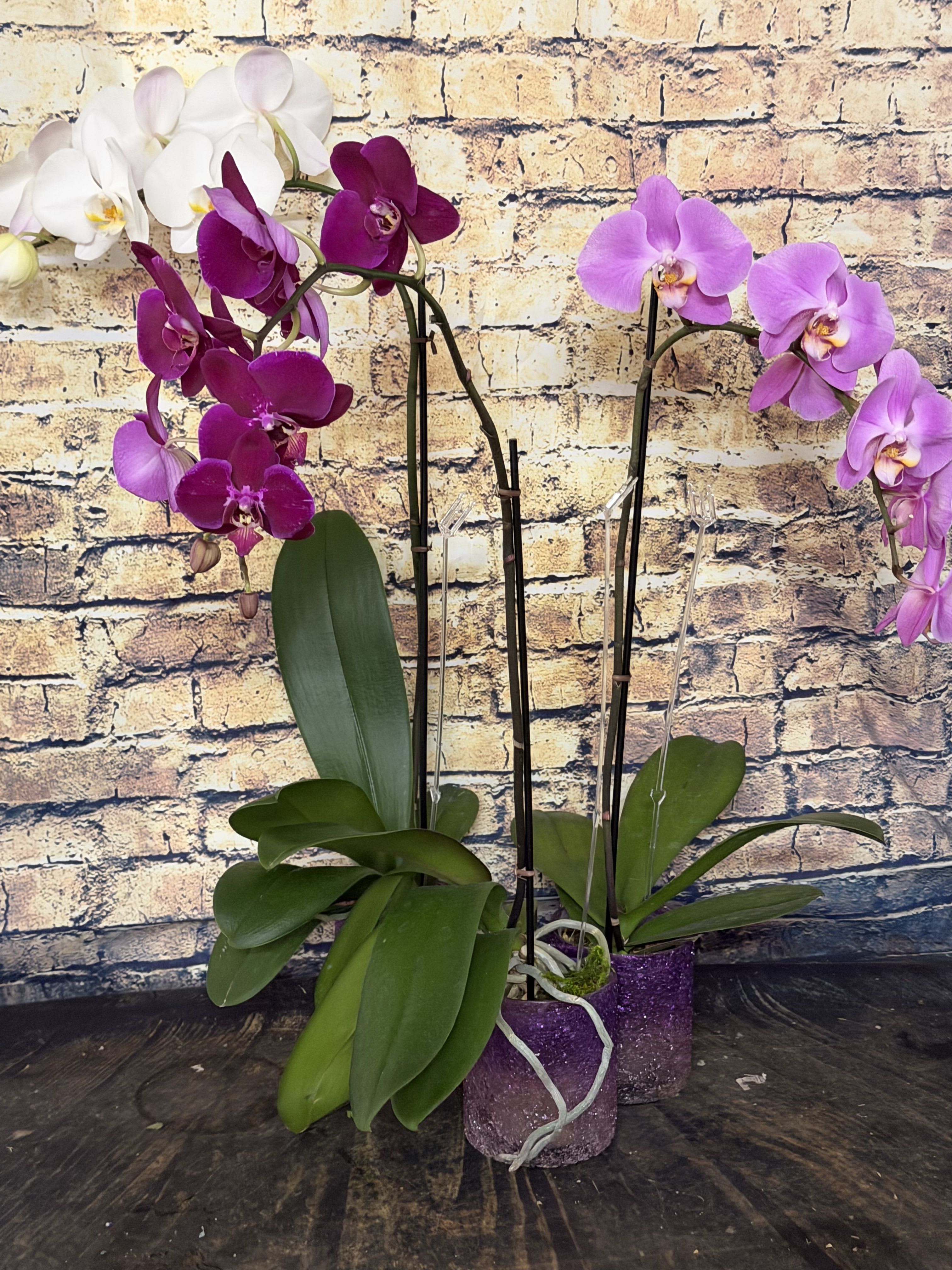Phalaenopsis Orchid - Send Zen. A graceful phalaenopsis orchid plant is an enchanting gift for any occasion.  Orchid colors may vary depending on availability.  Colors May Vary!