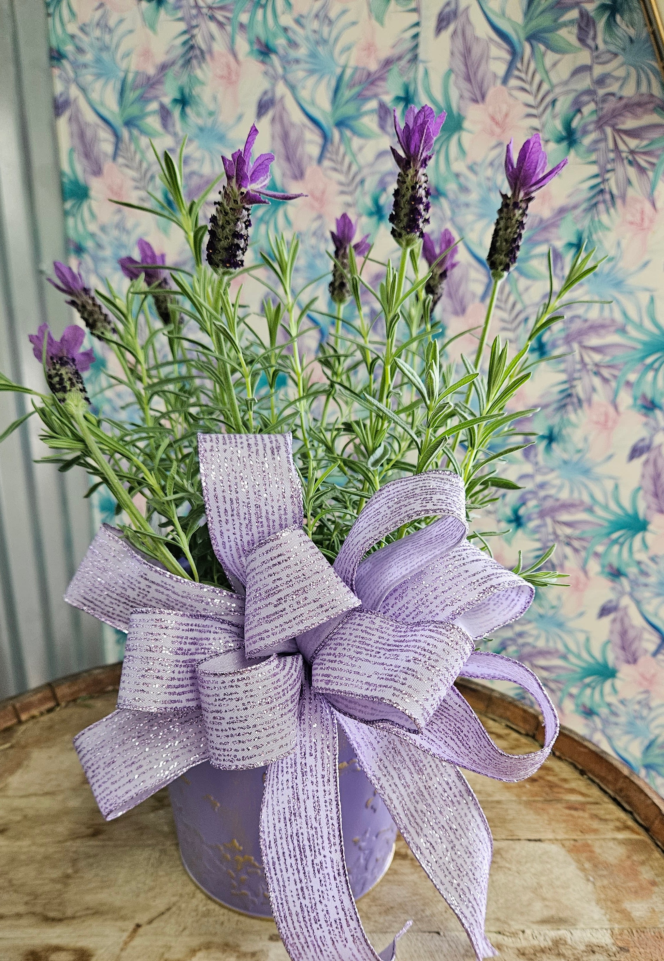 Spanish Lavender in Decorative Tin - Bring the calming beauty of nature indoors with fragrant Spanish Lavender, thoughtfully planted in a lavender-colored tin adorned with delicate floral and butterfly motifs. This elegant piece adds a touch of charm and soothing aroma to any room or patio.  Fragrant blooms |  Nature-inspired design |  Lovely gift Each tin features unique floral and butterfly artwork. Plant thrives in sunny spots with light watering.