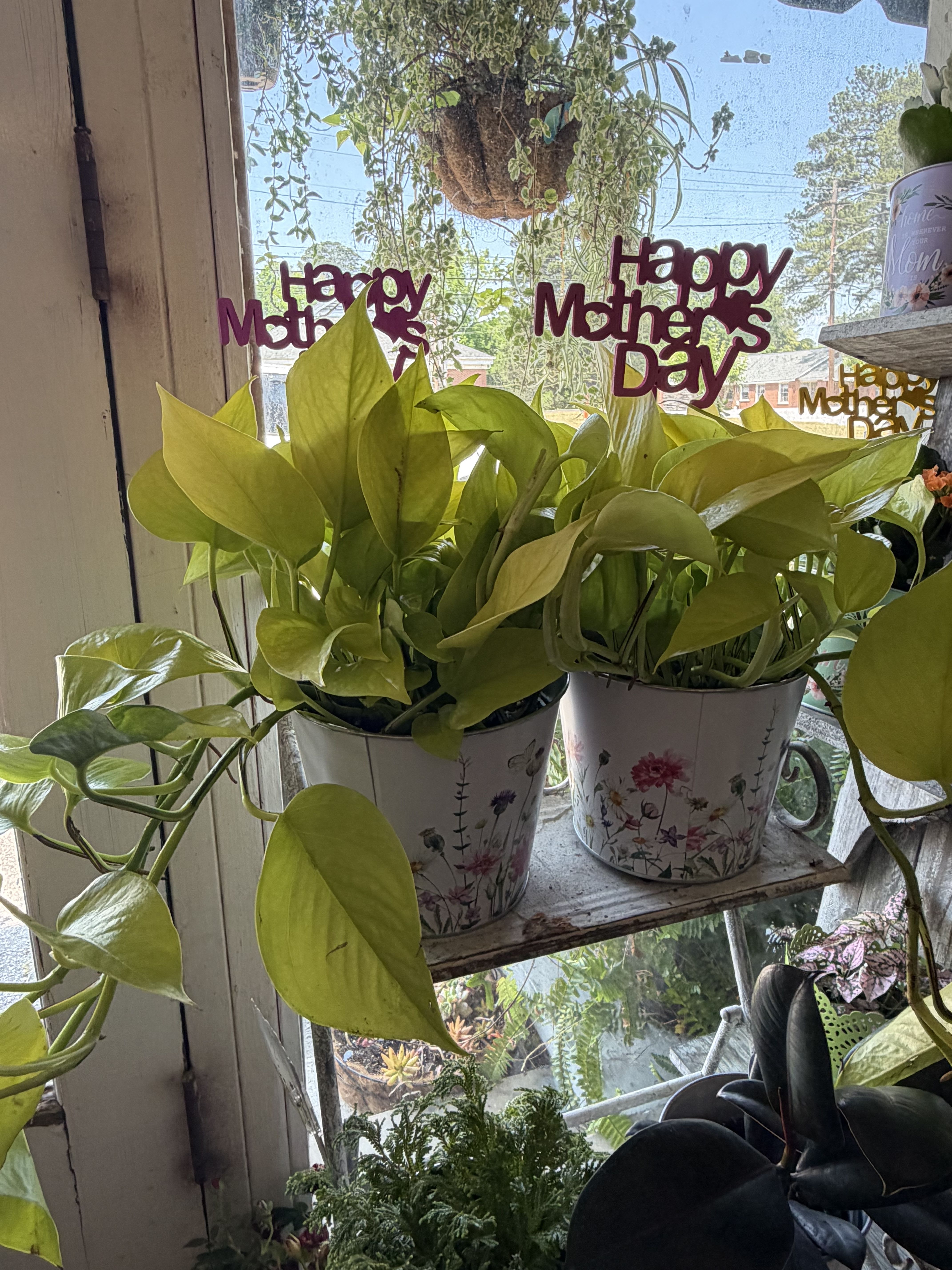 Neon Pothos Vine  - Brighten your home with this Neon Pothos! The unique color of this plant will be sure to stick out in your home. This plant loves to trail down a windowsill or vine along a trellis!  Thrives in bright indirect sunlight. Water when soil is 50% dry. 