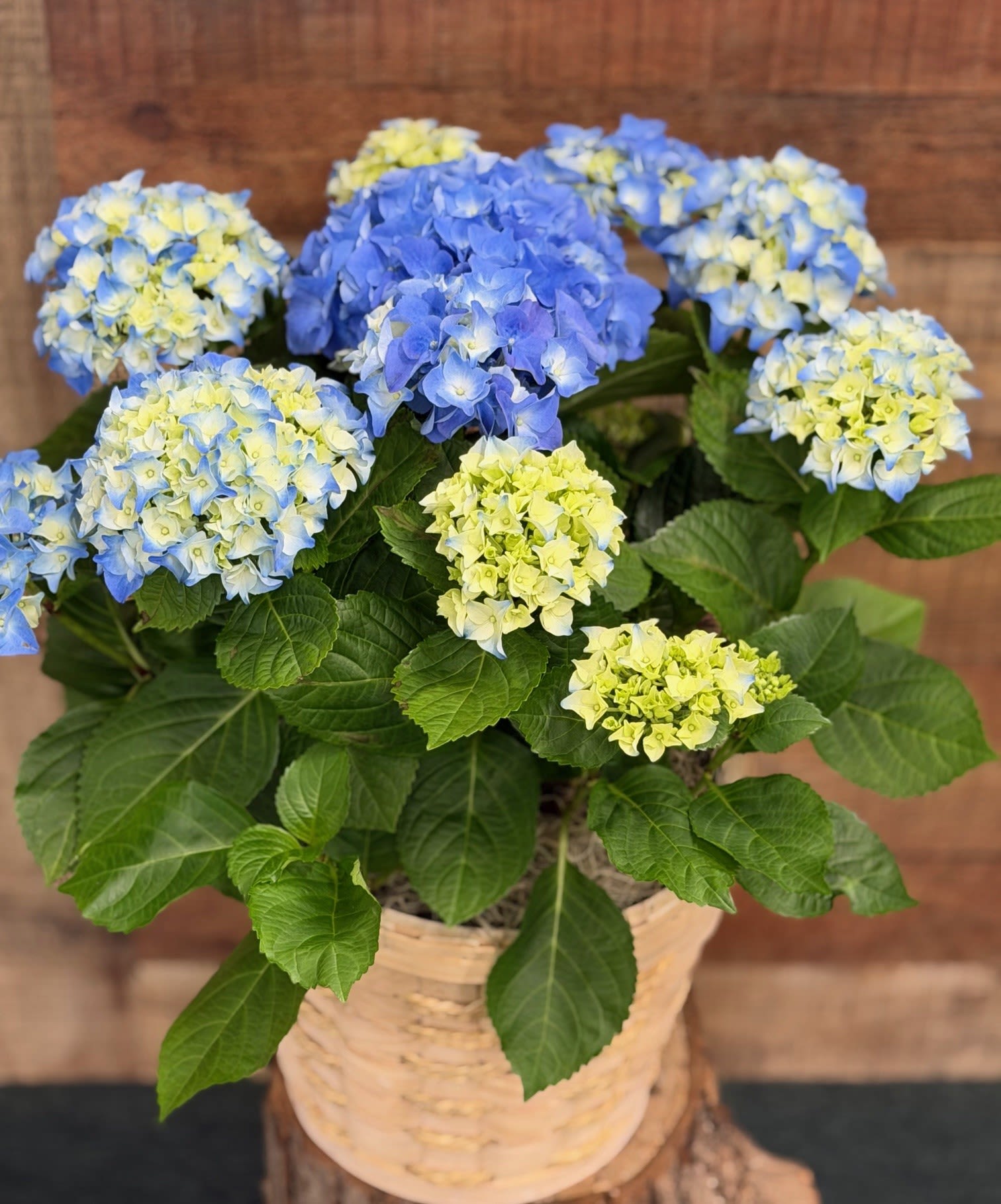 Potted Heavenly Hydrangea - Blue - A timeless classic, the blue hydrangea is the perfect way to say "Happy Anything!" Plus, men love the blue hydrangea just as much as women. So go ahead and plant one on someone who deserves some special treatment.  A brilliant blue hydrangea plant is delivered in a decorative container. Easy breezy. 8” Pot Size, decorative pot may vary.      