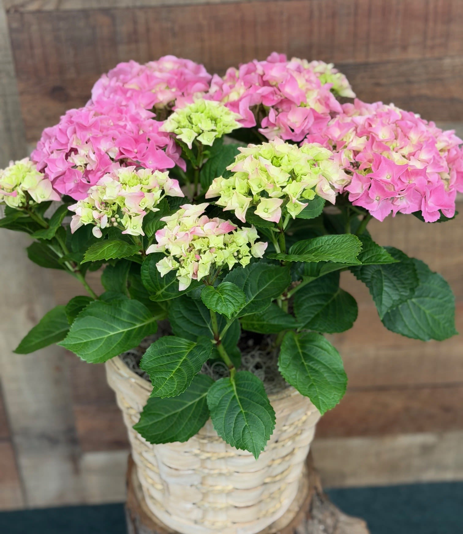 Potted Heavenly Hydrangea - Pink - Big, beautiful blossoms of pretty petals make the pink hydrangea a popular gift. Always appreciated, this versatile selection is perfect for a birthday, housewarming, thank-you, whatever. Beautiful to look at and easy to grow, no wonder it's America's darling. A lovely pink hydrangea is delivered in a decorative container. Simply charming! 8" Pot Size, decorative pot may vary.       