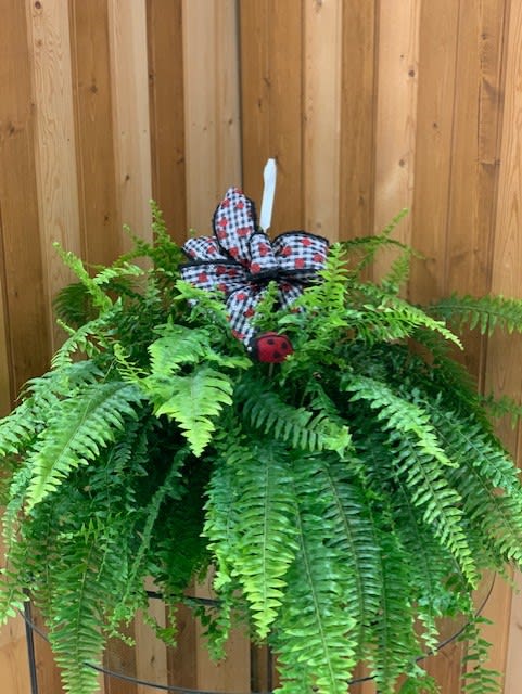 Hanging fern plant with a plaid bow and ladybug decoration