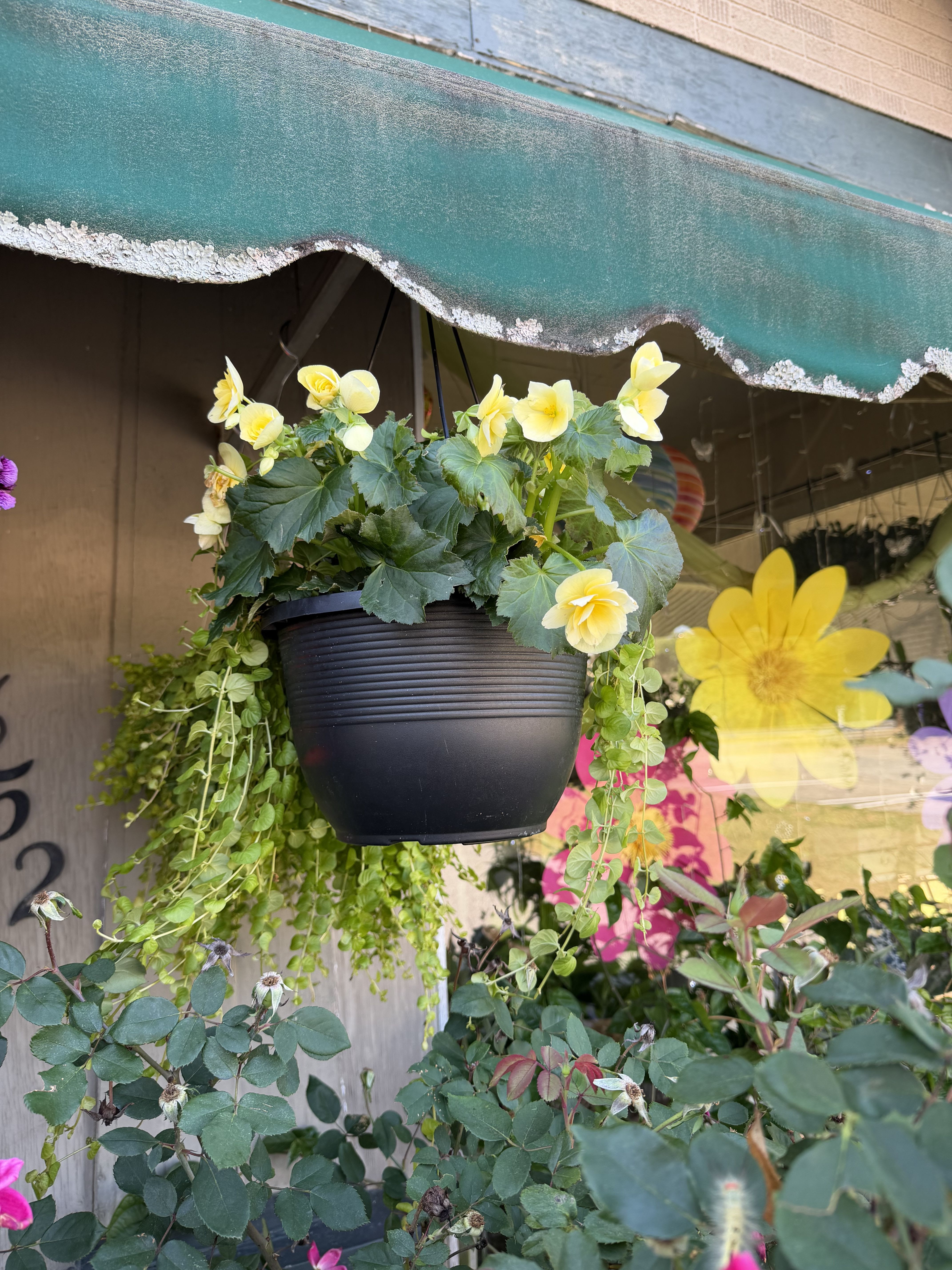 Begonia and Creeping Jenny Hanging Basket - Beautiful and Bright Yellow Begonia with Trailing Lime Green Creeping Jenny!