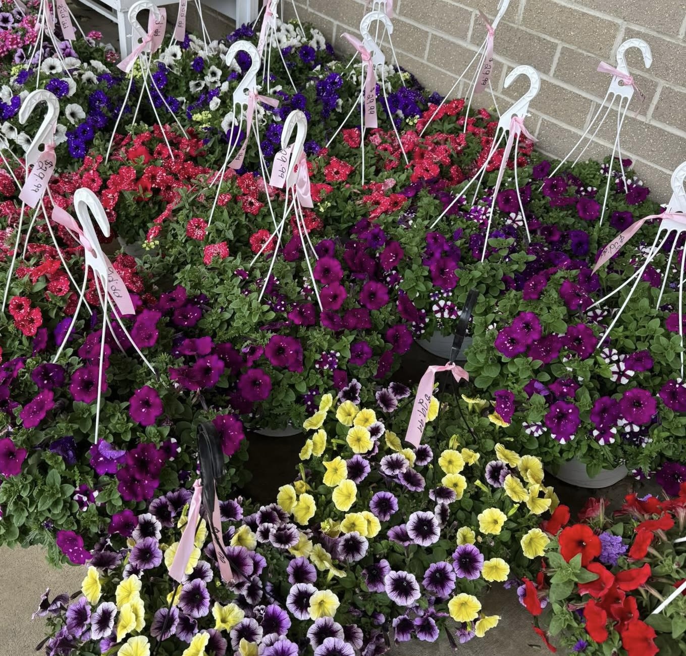 Outdoor Hanging Basket - Send mom an outdoor hanging basket to enjoy through the summer.  Assorted styles and plant types and colors may vary, but our talented staff will be sure to pick out a beautiful one for your mom!