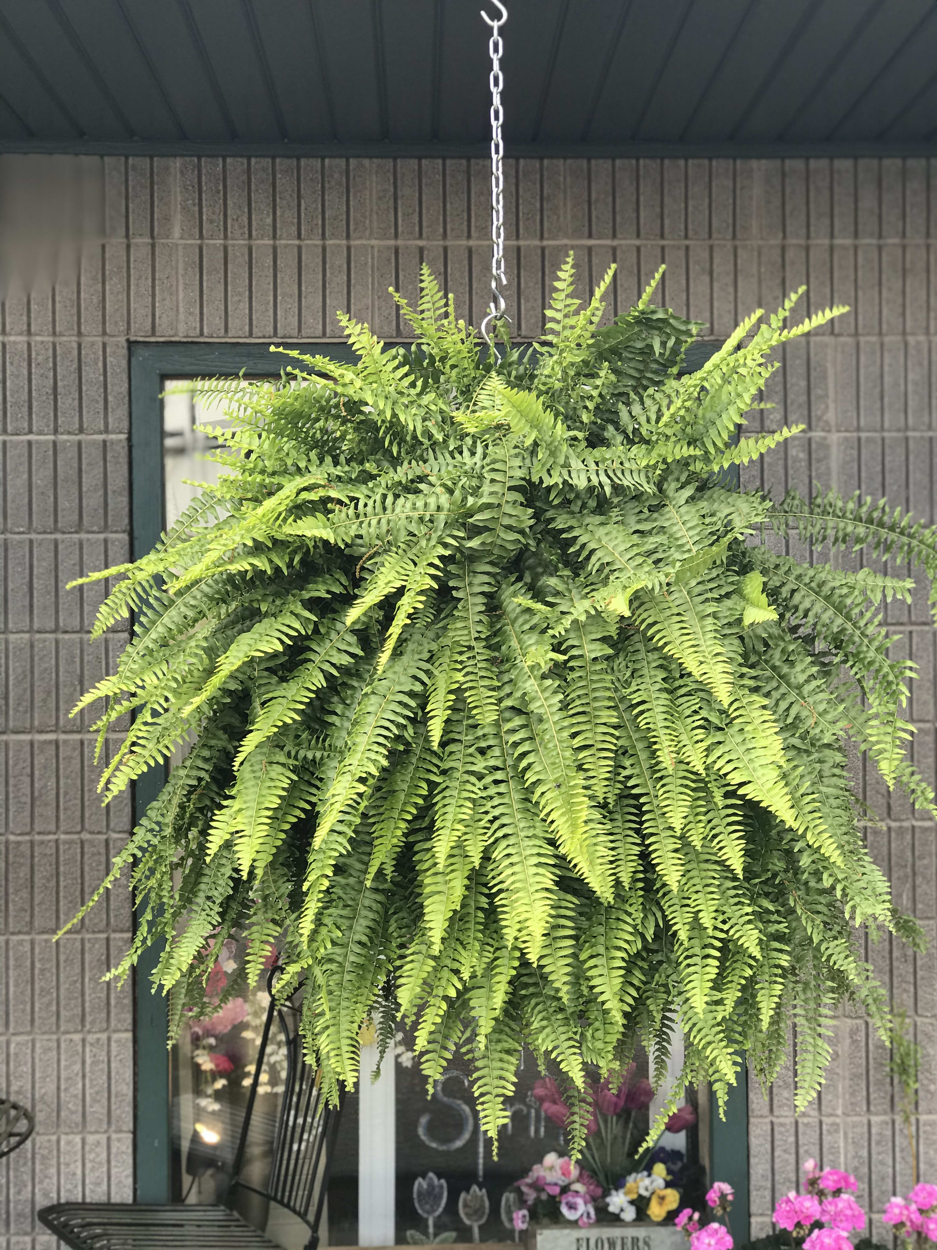 Hanging Fern Basket - GORGEOUS hanging ferns. Ferns love shade and water but bring us in during winter. Available for delivery or pick-up. 