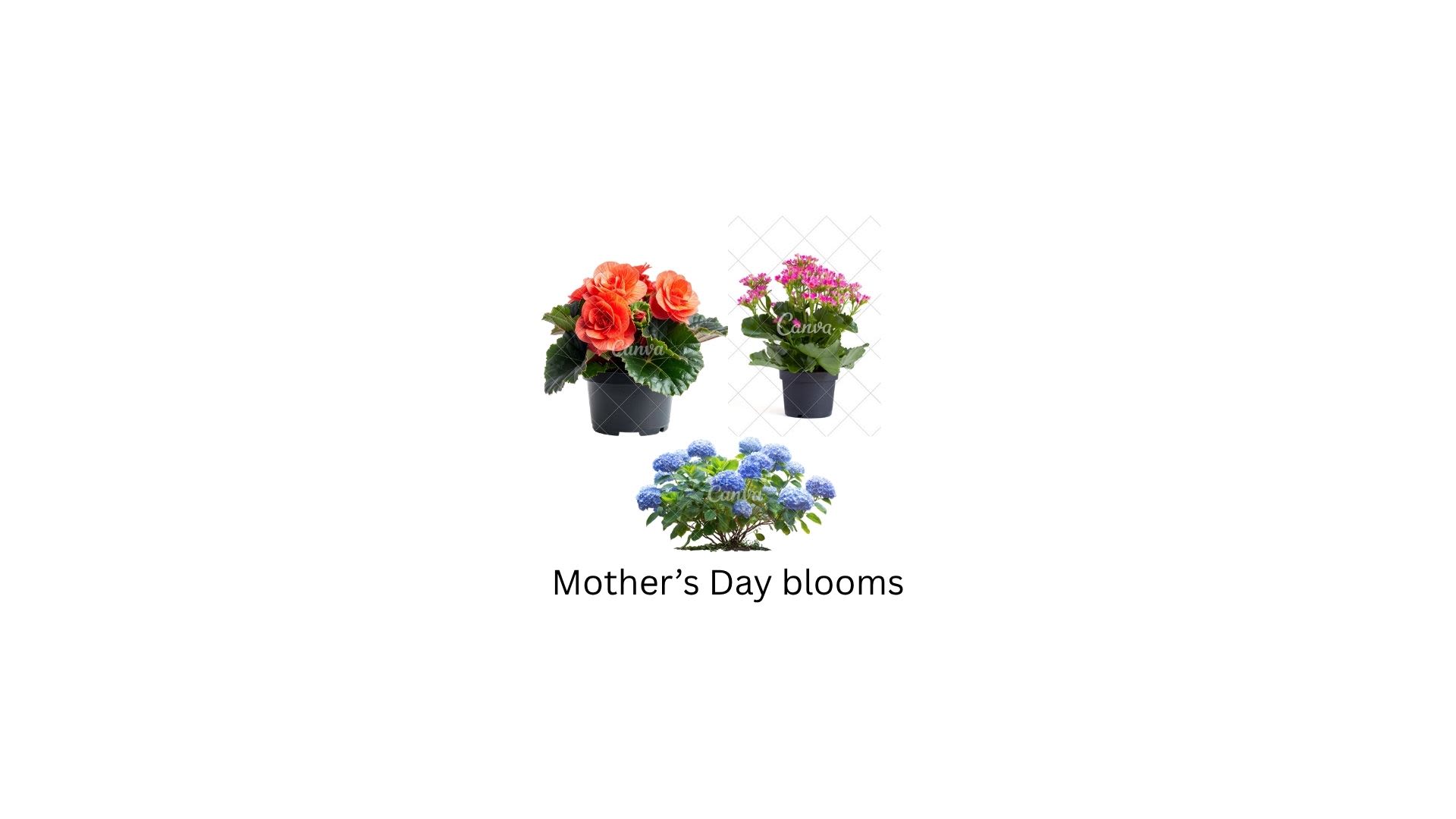 Mother's Day Blooms - you can choose form Begonia, Kalanchoe and Hydrangeas to gift your love one.