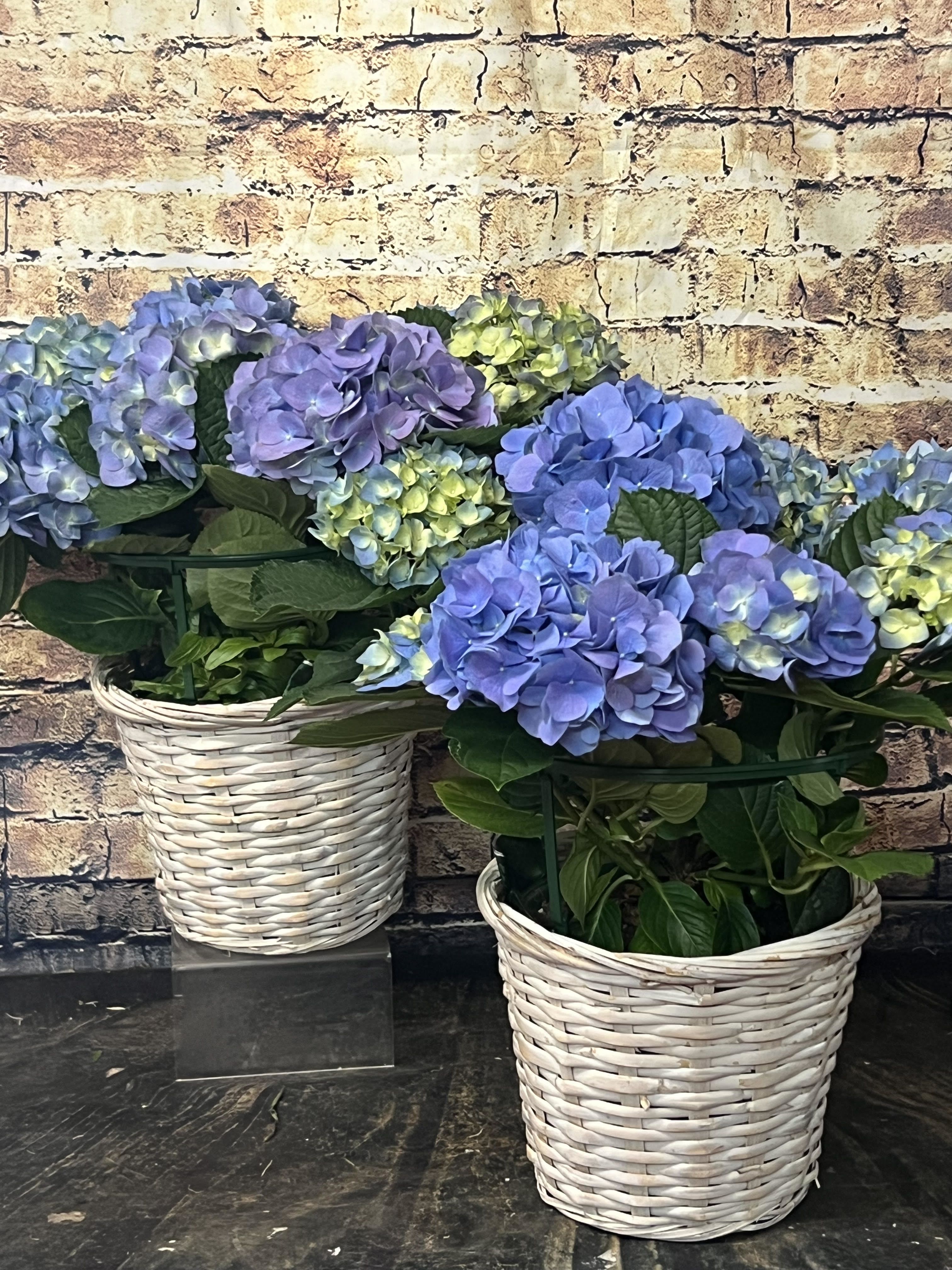 Blue and lavender hydrangea arrangements in white wicker baskets