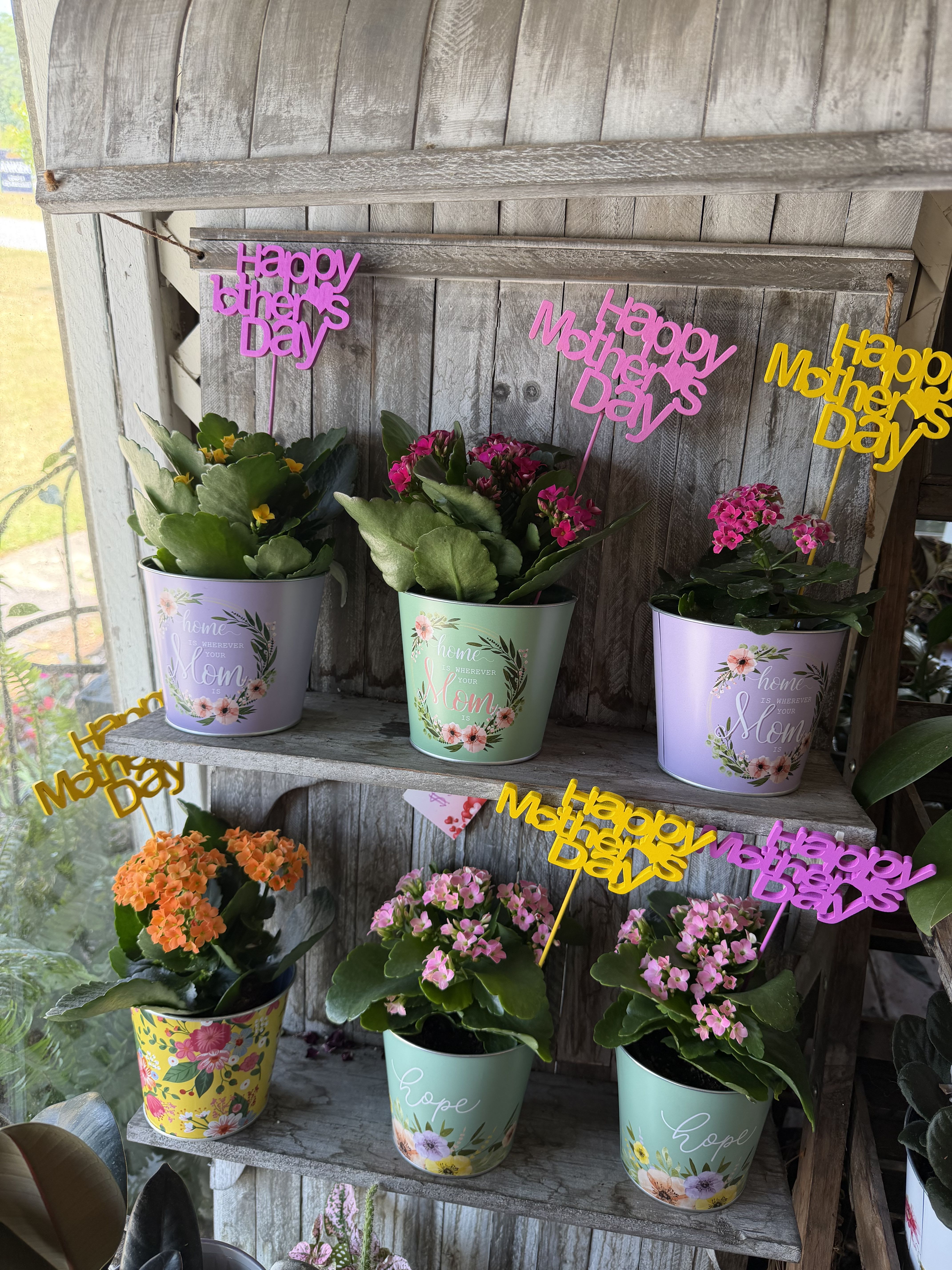Kalanchoe Planter - The beautiful Calla Lily pot can be enjoyed every year.  Plant it in the yard after it's done blooming and watch you love grow ever more...delivered lovely tin planter! 
