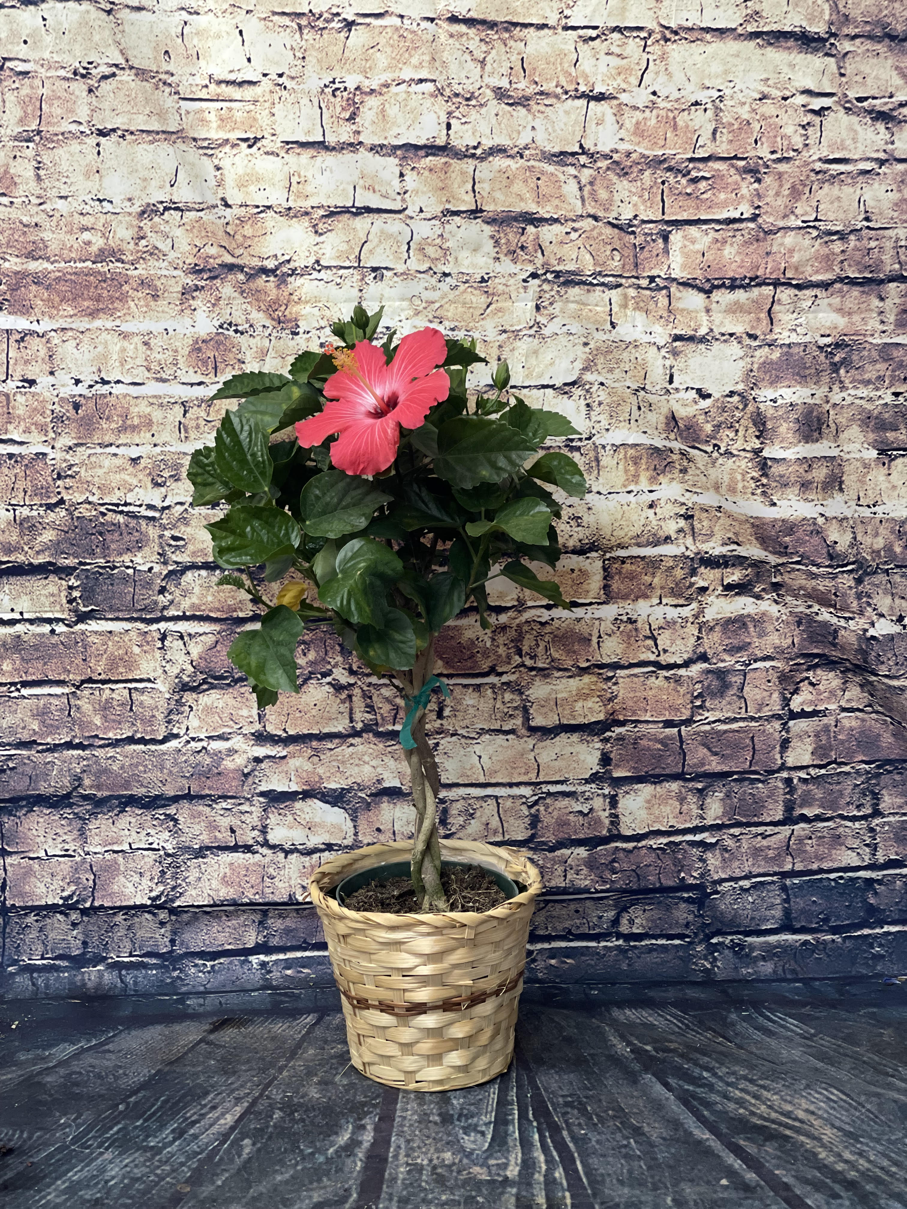 Potted hibiscus plant with a pink bloom in a woven basket