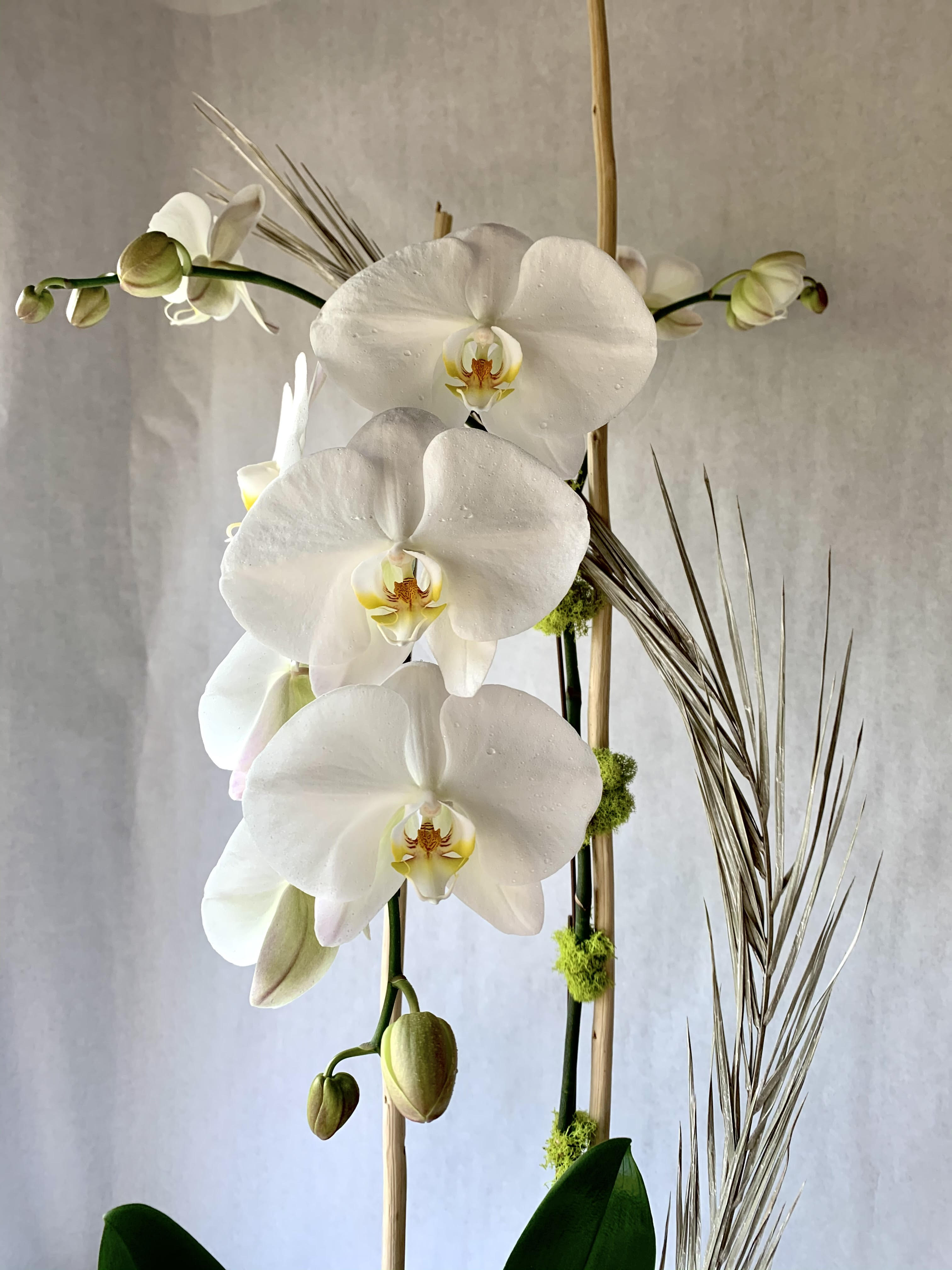 White orchid arrangement with tall stems and buds