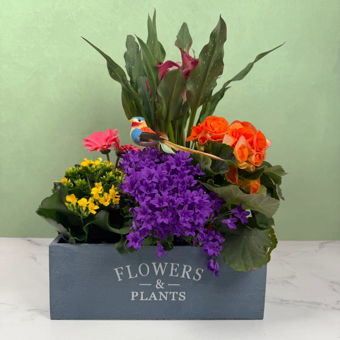 Songbird Serenade - Songbird Serenade is a cheerful mixed-plant arrangement built to brighten a room and celebrate everyday moments, perfect as a birthday gift, thank-you gesture, or a "just because" surprise. The rectangular dusty blue wooden box stamped "FLOWERS &amp; PLANTS" holds a lush, layered display so the person you're thinking of will feel immediately cheered. Plants will vary depending on availability, we'll pick out the freshest and best-looking plants we have available, meaning your garden will be wonderfully unique and full of high quality plants. A small decorative bird figurine tucked into the arrangement adds a whimsical, homey touch.  This casual, abundant composition uses different varieties, colors, and sizes of living flowering plants for texture and long-lasting color. The rectangular decorative wooden box makes placement easy on a tabletop or windowsill; the design reads as a compact garden that still feels generous and full. It's the kind of arrangement that makes someone feel noticed and brightens their day.