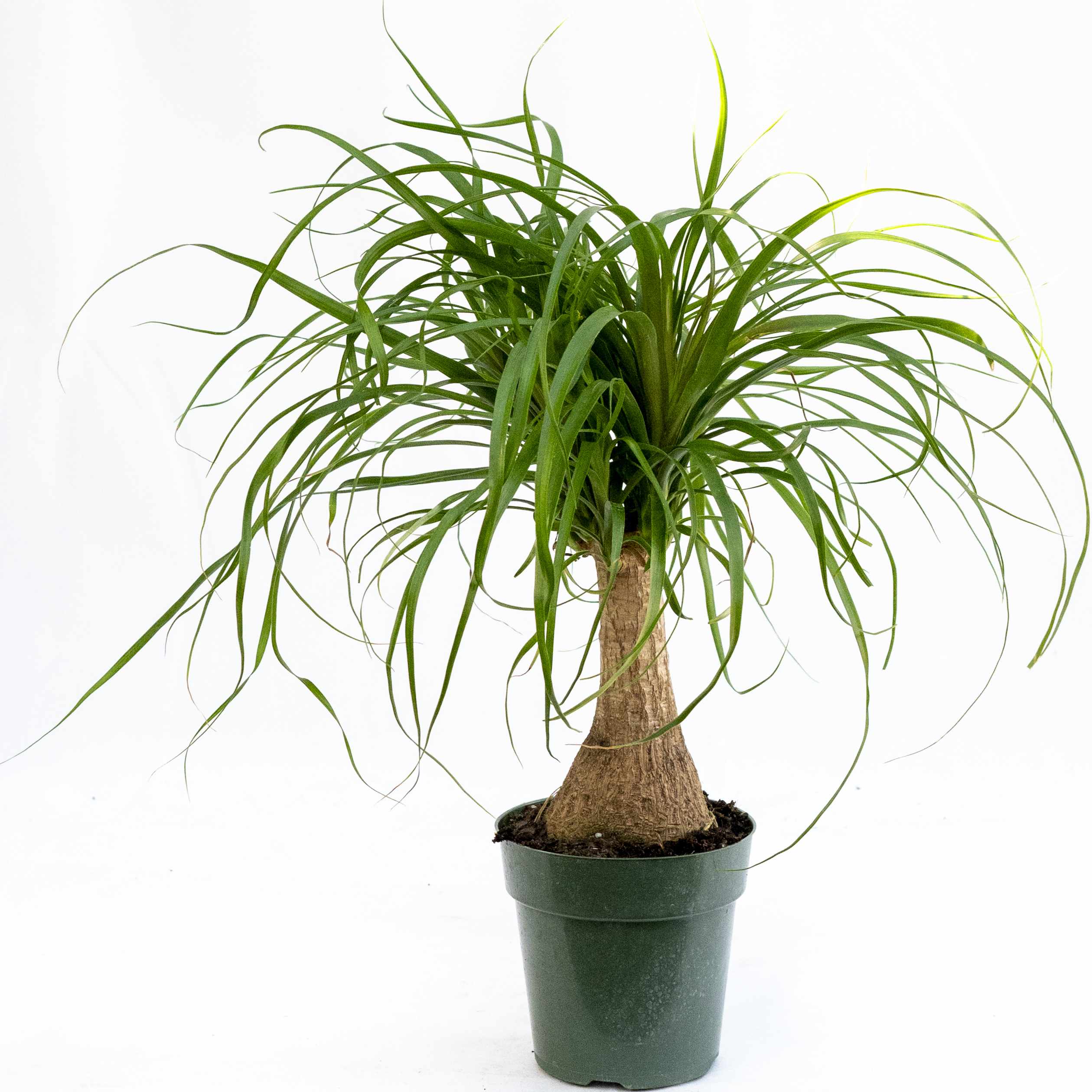 Potted ponytail palm plant with long arching green leaves