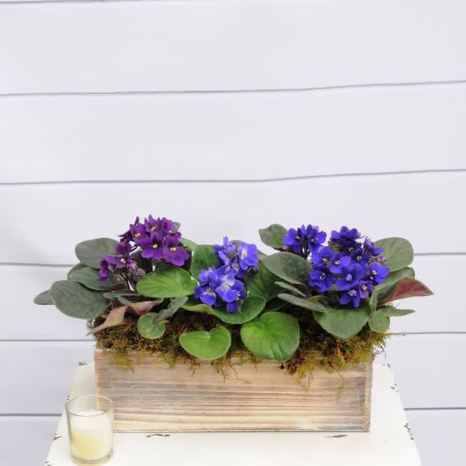 Purple and blue flowering plants arranged in a rustic wooden box planter