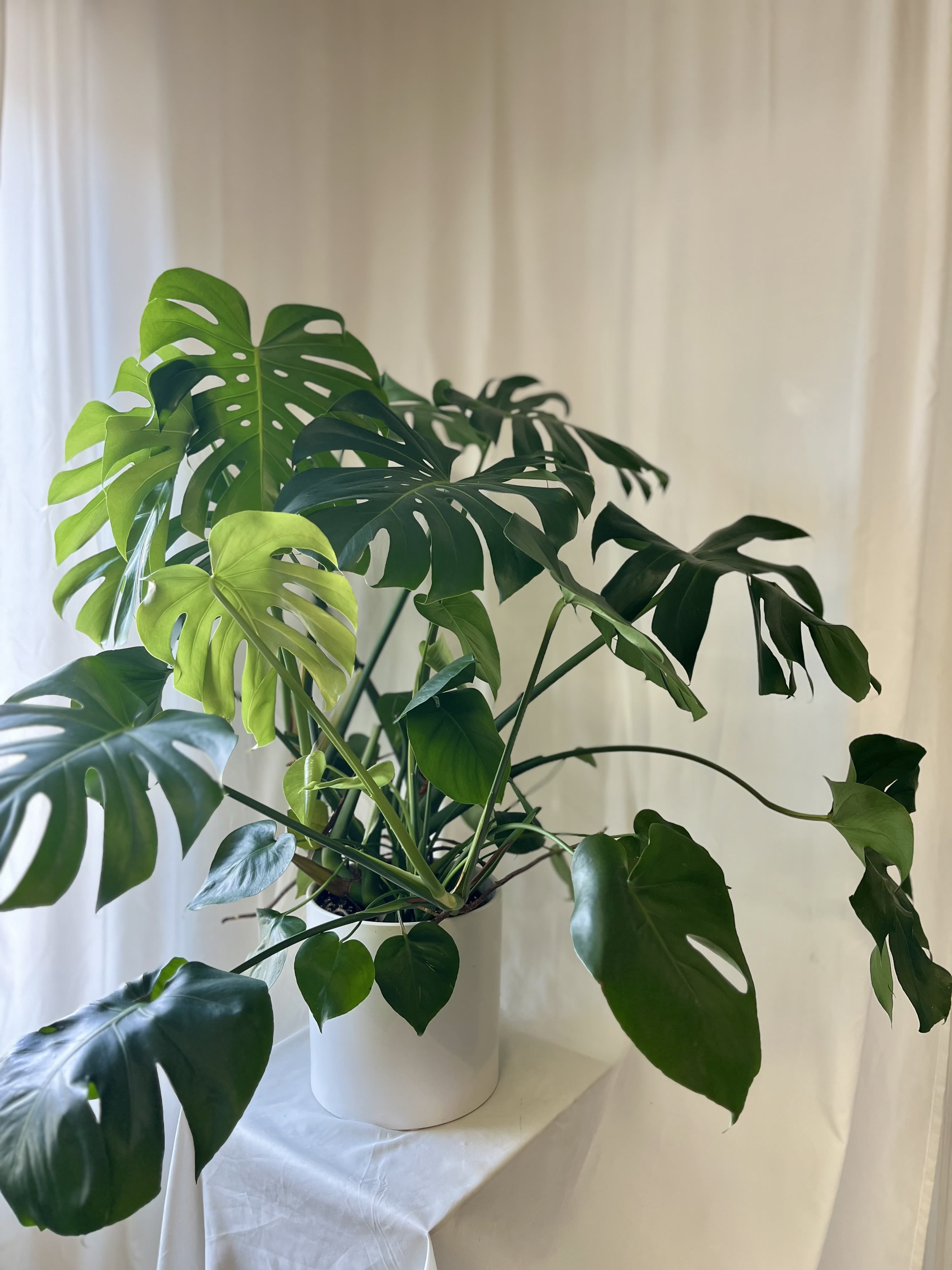 Modern Monstera - This monstera deliciosa is a big healthy plant, ready for its new home! It is placed in a modern white ceramic container. An easy to care for Tropical plant. (We have another option for $95 in a metal container, please call us for availabiltiy.)