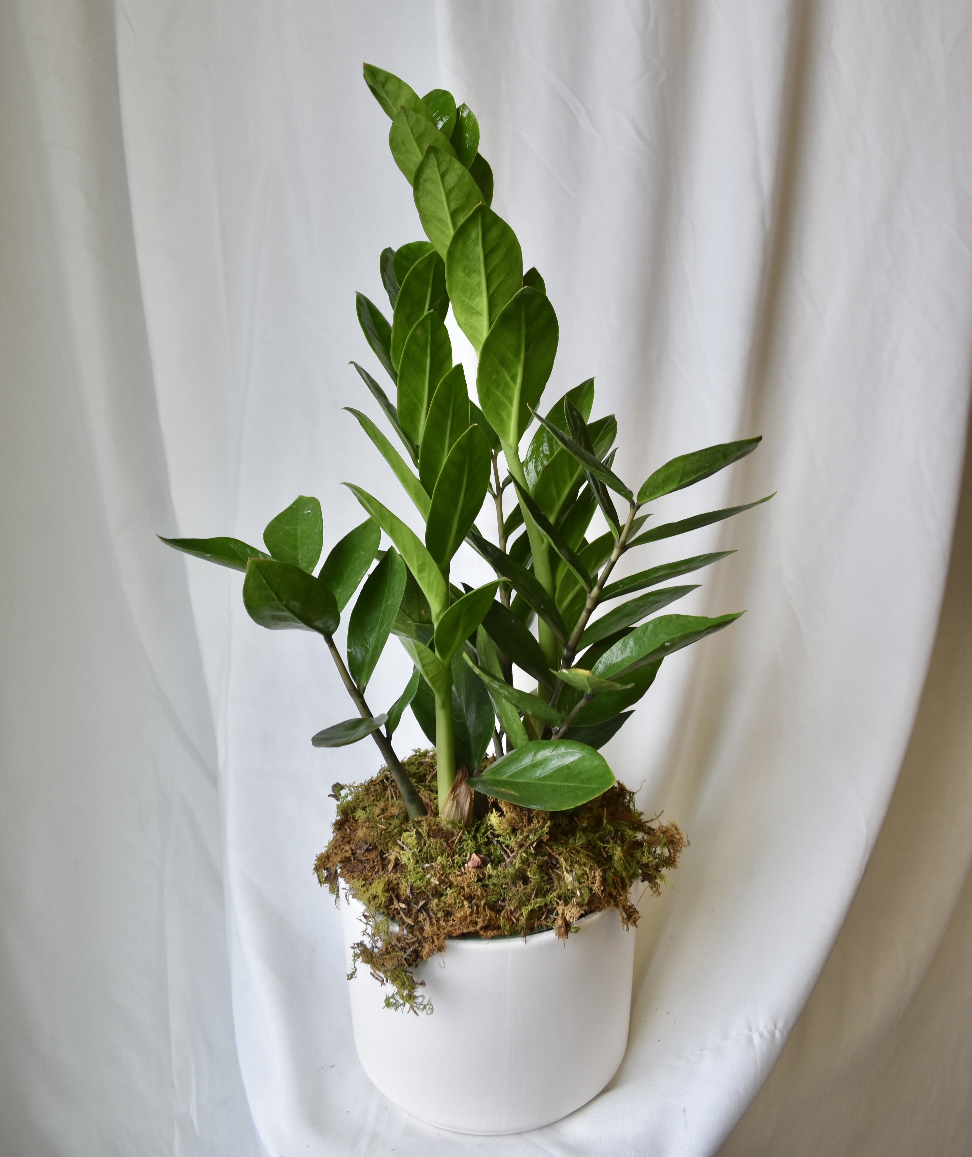 Potted green plant with glossy upright leaves in a white container
