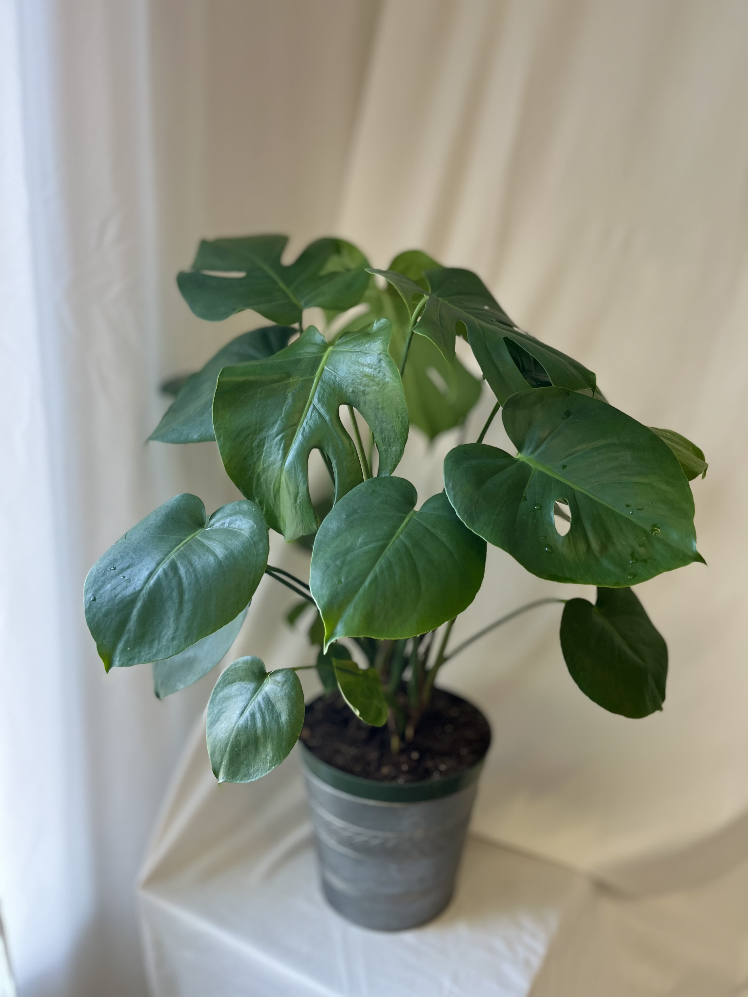 Mini Monstera - The perfect addition to your home, a Monstera. This Mini Monstera is perfect for a plant lover! An easy to care for, tropical house plant. Placed in a metal container, deluxe will be in a ceramic. Adorned with moss, rocks, and/or bark. Has plenty of healthy leaves, with more pushing out day by day!