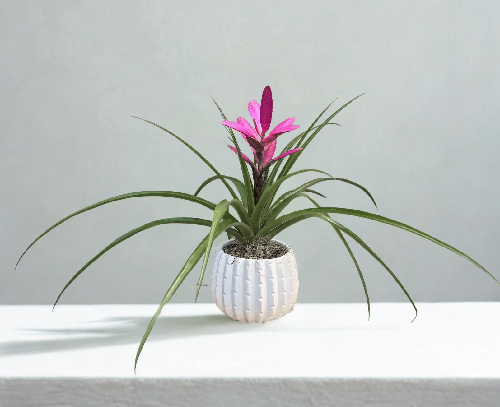 Pink Bromeliad - Bromeliaceae—commonly called bromeliads—are a diverse group of tropical plants known for their bold foliage and striking, long-lasting blooms. Native primarily to Central and South America, they’re popular as both indoor and outdoor ornamentals because of their unique shapes and relatively easy care. 