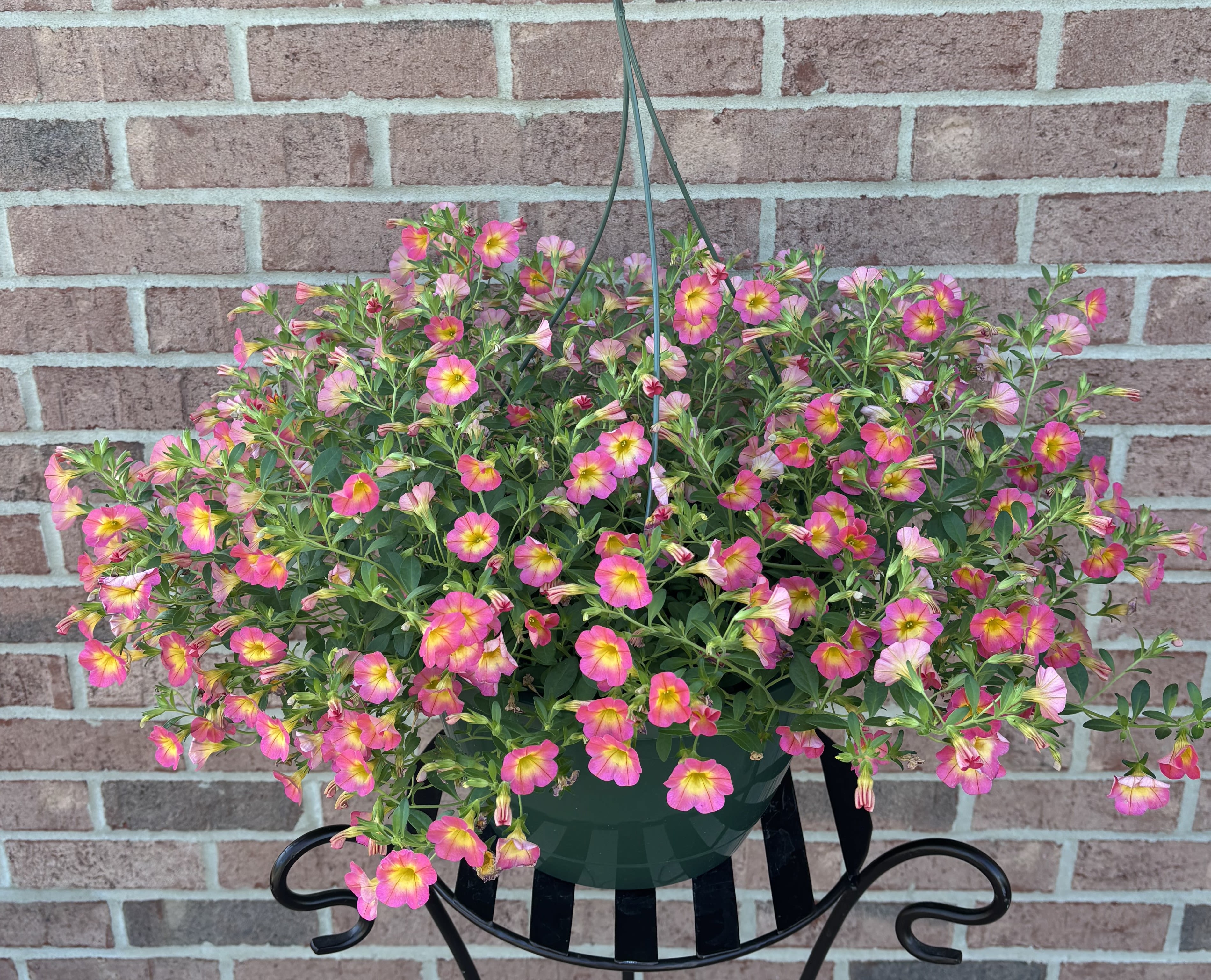"Pink Lemonade" Hanging Basket - This incredible 10" green resin hanging basket is filled to overflowing with hearty self-cleaning (no deadheading) calibrachoa in prism pink with yellow throated centers .  This lush planting is exquisite in color and is strikingly beautiful and will bring to mind refreshing pink lemonade .  Plants thrive in full sun. 