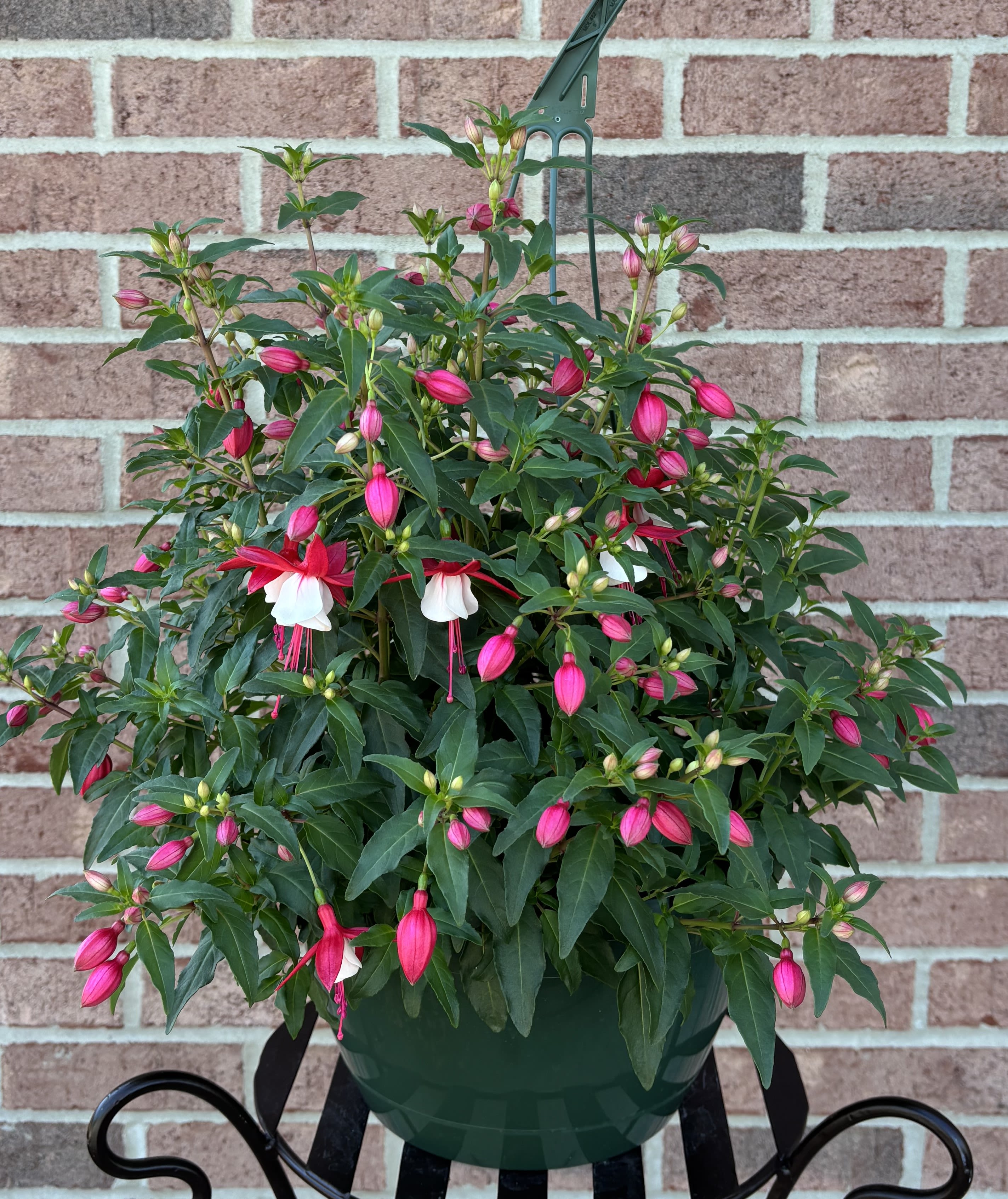 "Pink-alicious" Fuchsia - A new look for a traditional favorite!! This locally grown "pink-alicious" planter is overflowing with bicolor lipstick pink &amp; white fuchsia, planted into a green resin hanging basket.  A delightfully explosion of amazing pink and white unique blooms that will delight that special Mother in your life!!!  