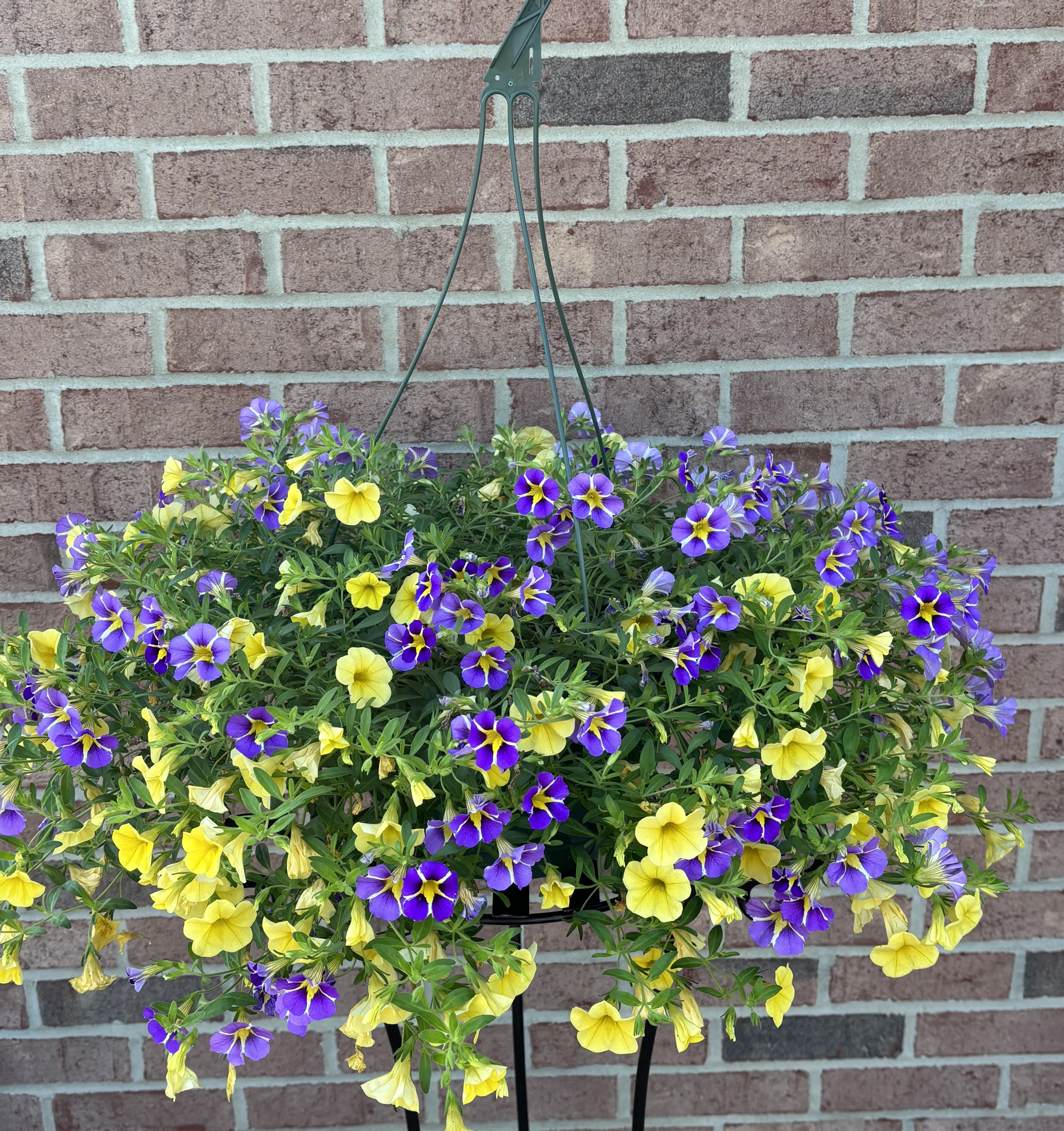 "Sunlit Meadow" Hanging Basket - Incredible locally grown hanging flower basket overflowing with the delightful light violet with yellow &amp; white star centers intertwined and sunny yellow calibrachoa for double the fun. These plant varieties are self cleaning (no need to dead head) and need 6 hours of sun per day.  The green resin basket is filled to overflowing with these exquisite plantings.