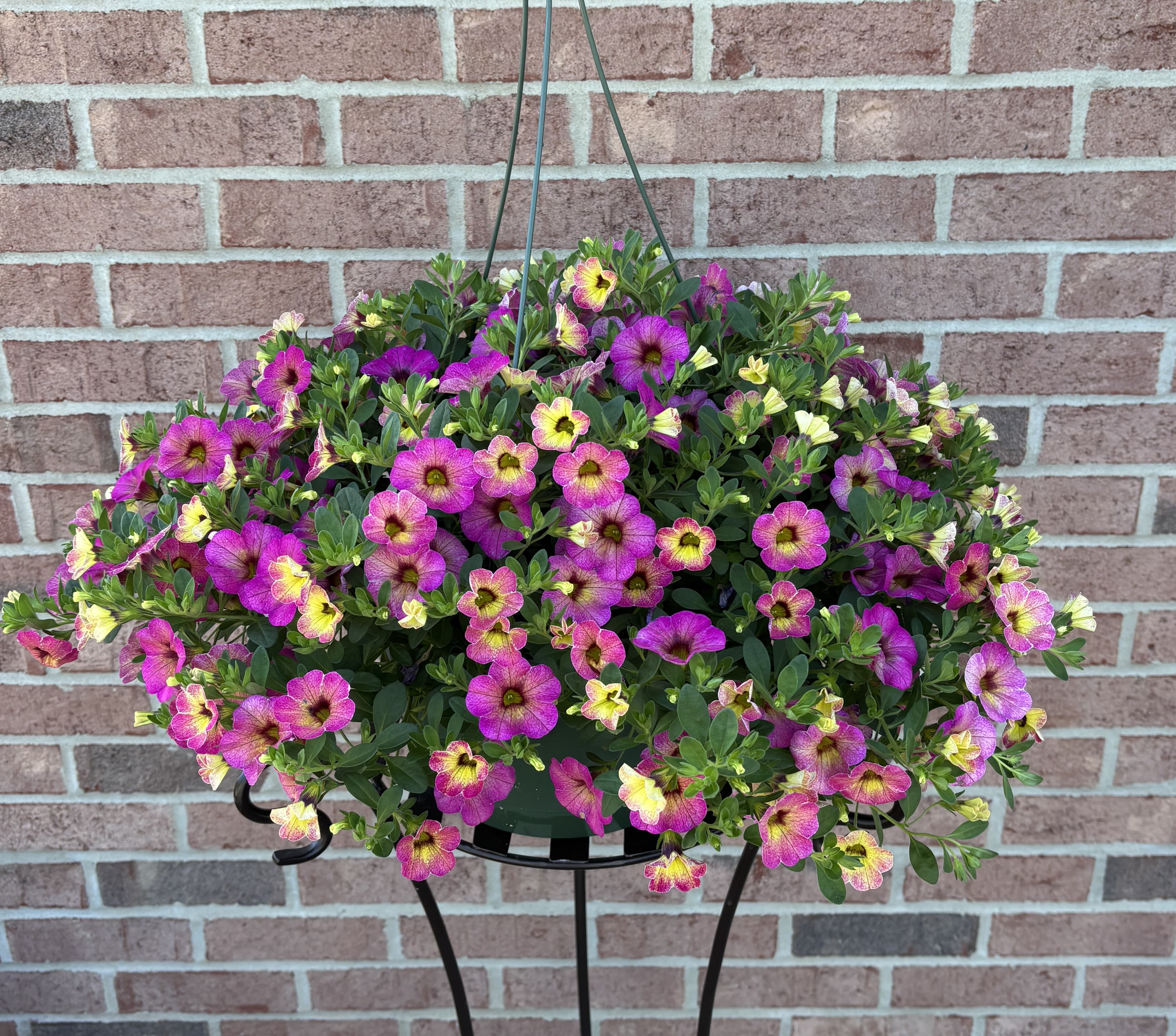 Captivating Calibrochoa - This 10" diameter green resin locally grown hanging basket has a victorian look rich pink and sunny yellow ombre  calibrochoa. The flowers are overflowing, full and magnificent.  This item will thrive in full sun and will cascade from the basket for a stunning display. This planter requires full sun.