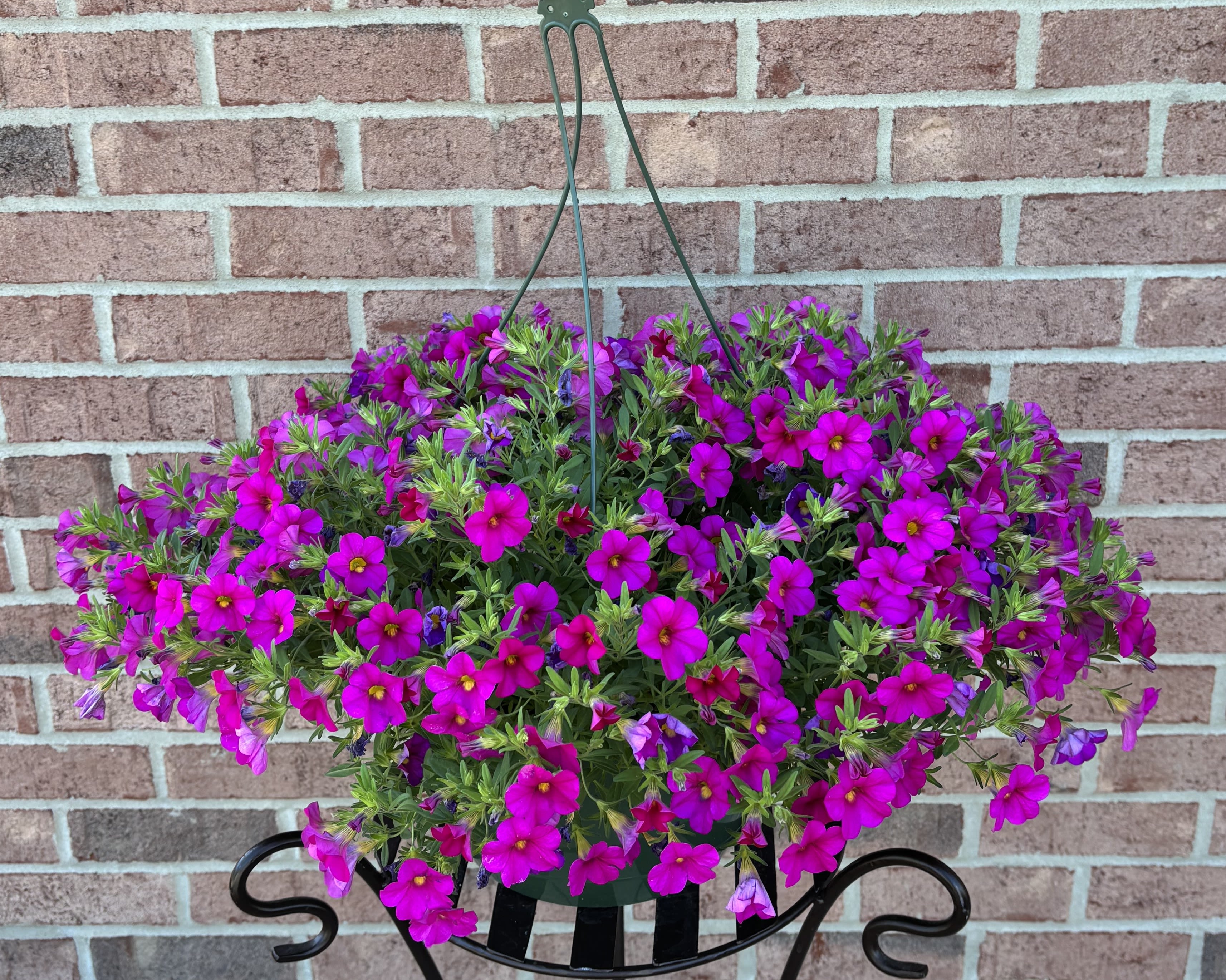 Simply Sensational - Your Mother will be thrilled with this locally grown, exquisite hanging basket.  The 10" green resin container is filled with the most delightfully striking hot magenta calibrachoa blooms that require no dead heading!!  A simply sensational addition to any outdoor area!