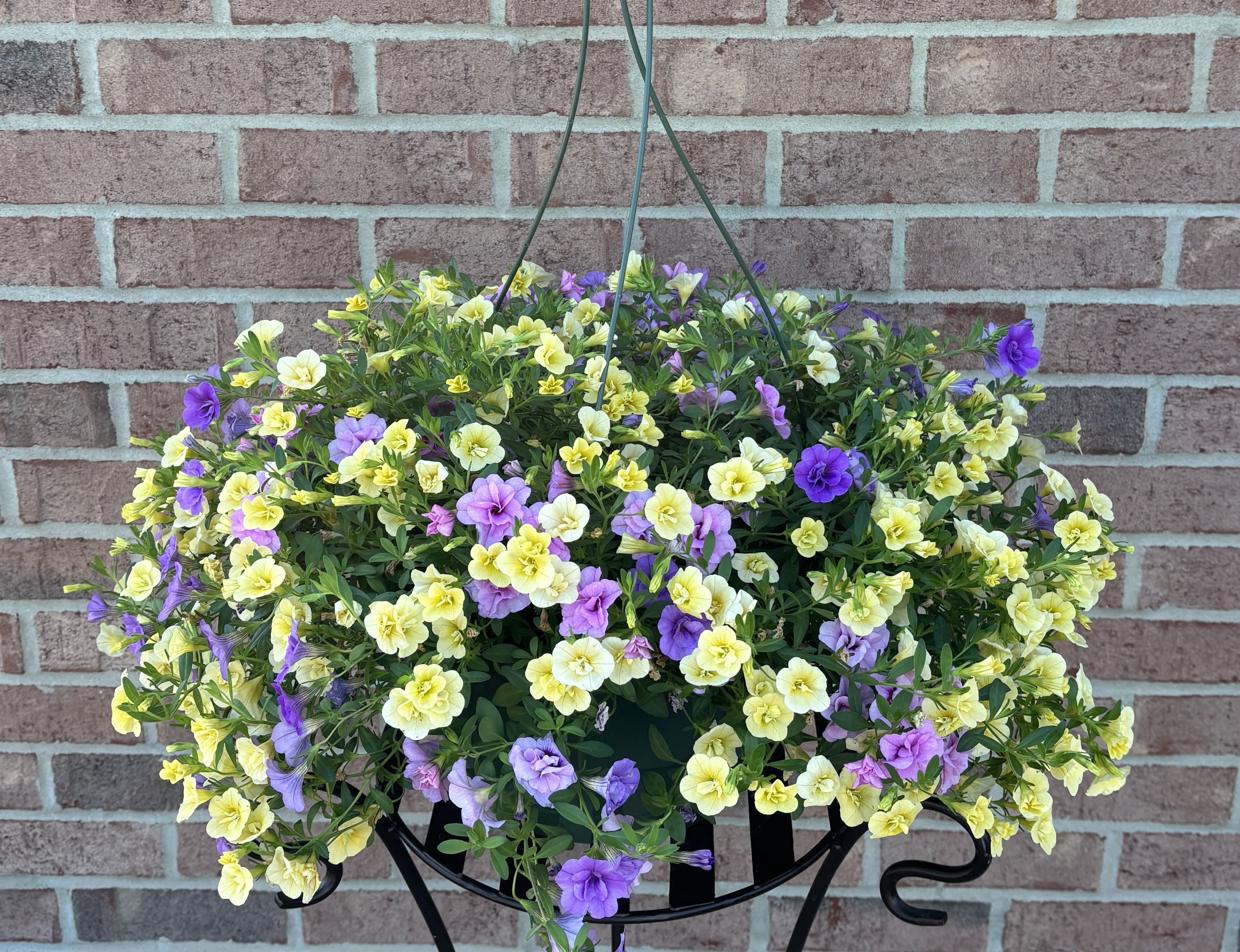 Triple Beauty - This amazing mixed Calibrochoa basket explodes in 3 different colors of "Minifamous Double Calabrochoa and is outstanding!   The green resin hanging basket is filled with blooms in classic pastel hues: violet purple, lilac purple, and butter yellow.  Plantings thrive in full sun. This brilliantly colored basket is delivered accented with a coordinating bow.  